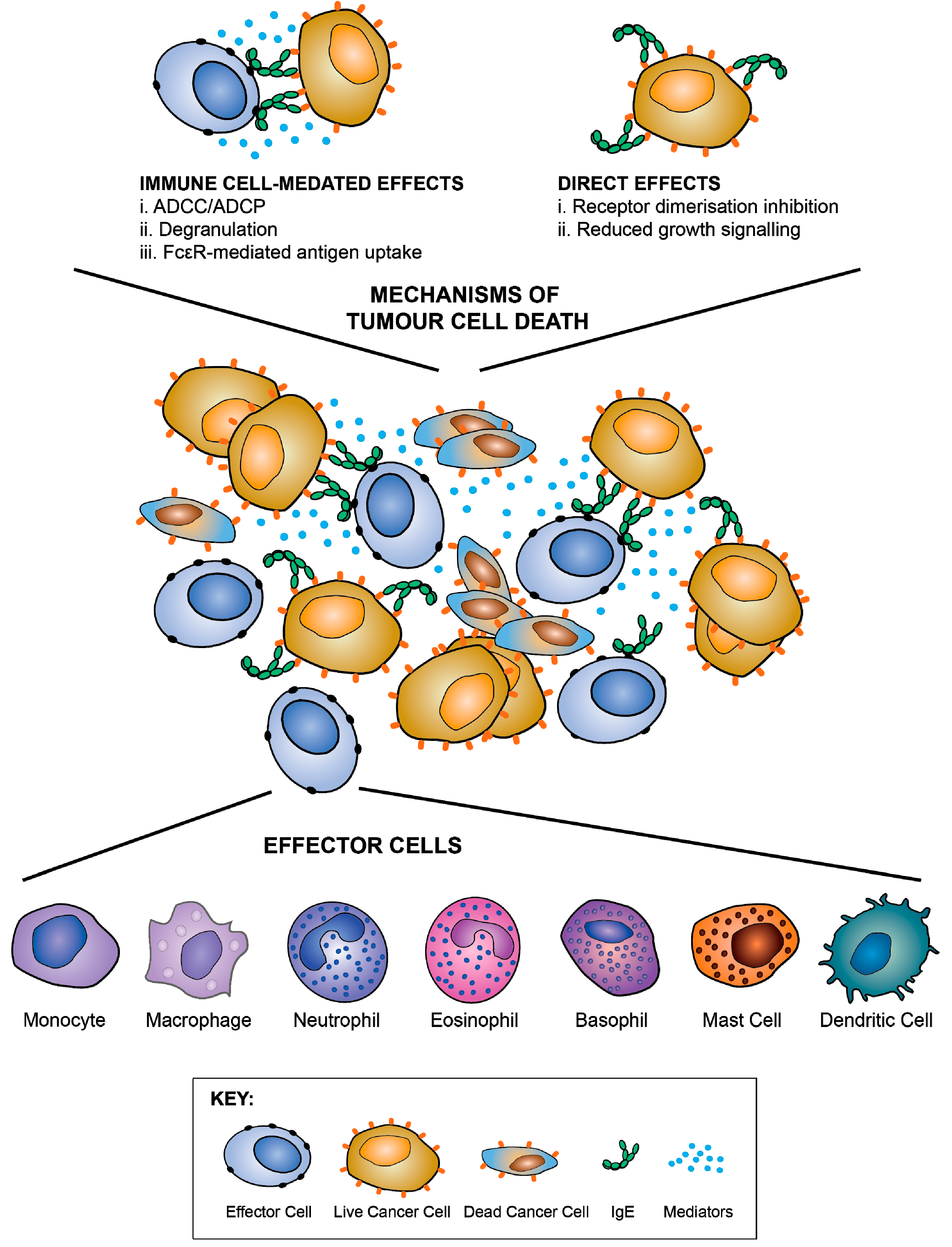 Antibodies 08 00019 g009 Antibodies 08 00019 g009