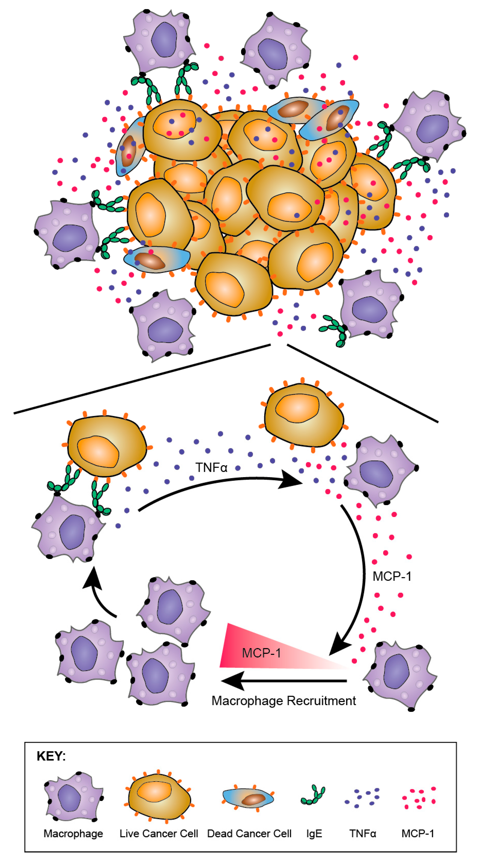 Antibodies 08 00019 g012 Antibodies 08 00019 g012