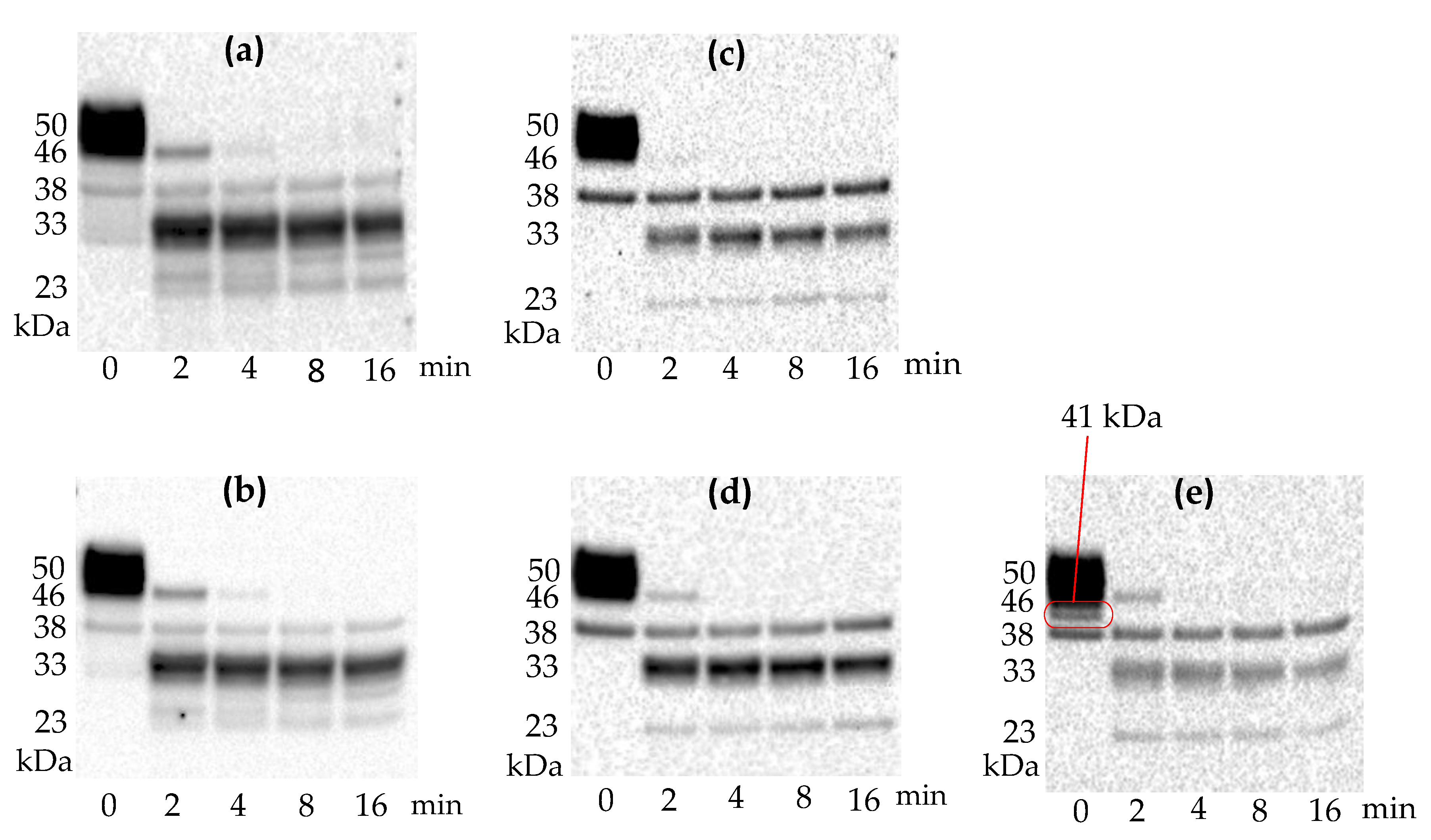 Antibodies 08 00022 g001