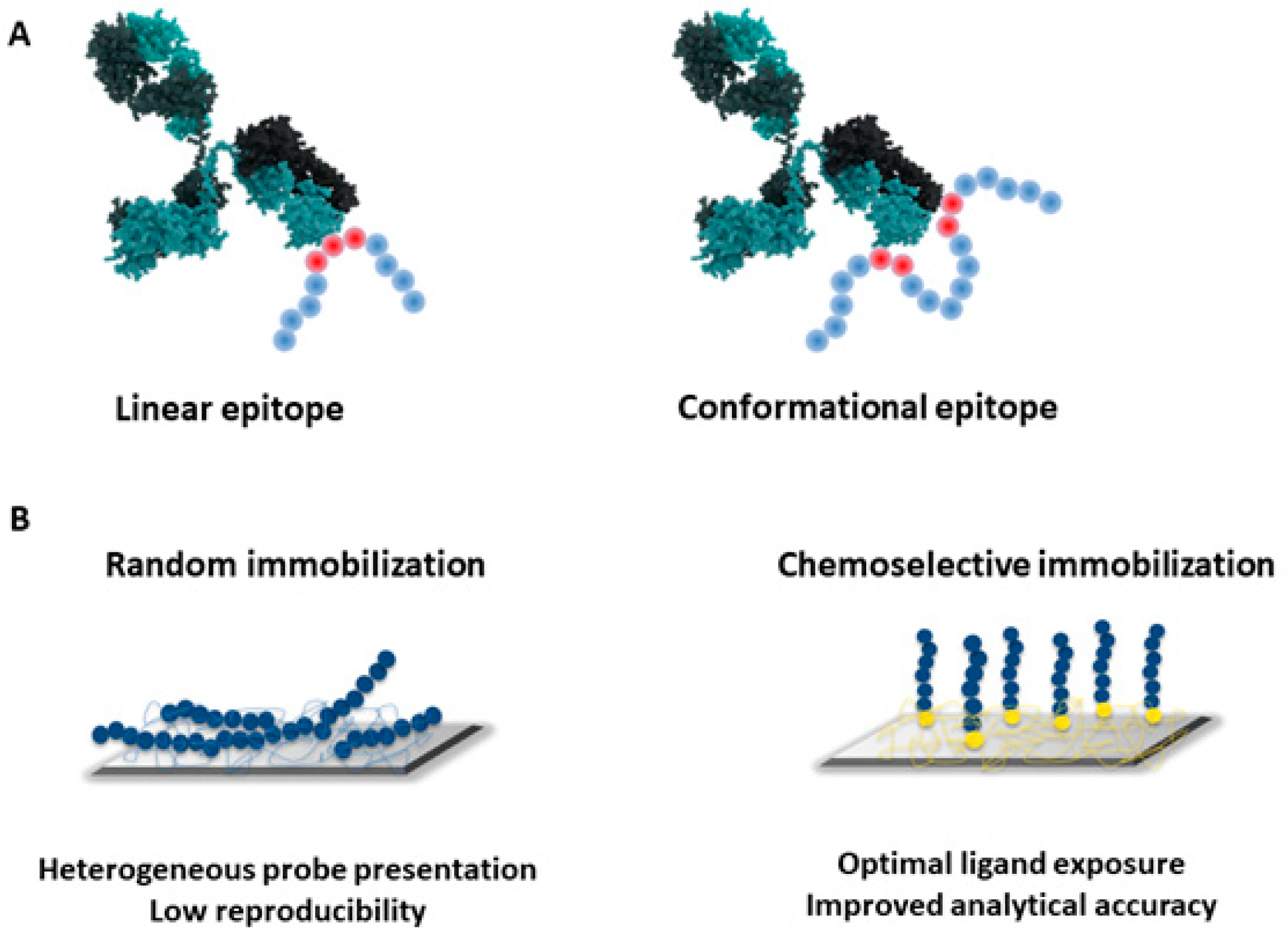 Antibodies 08 00023 g002