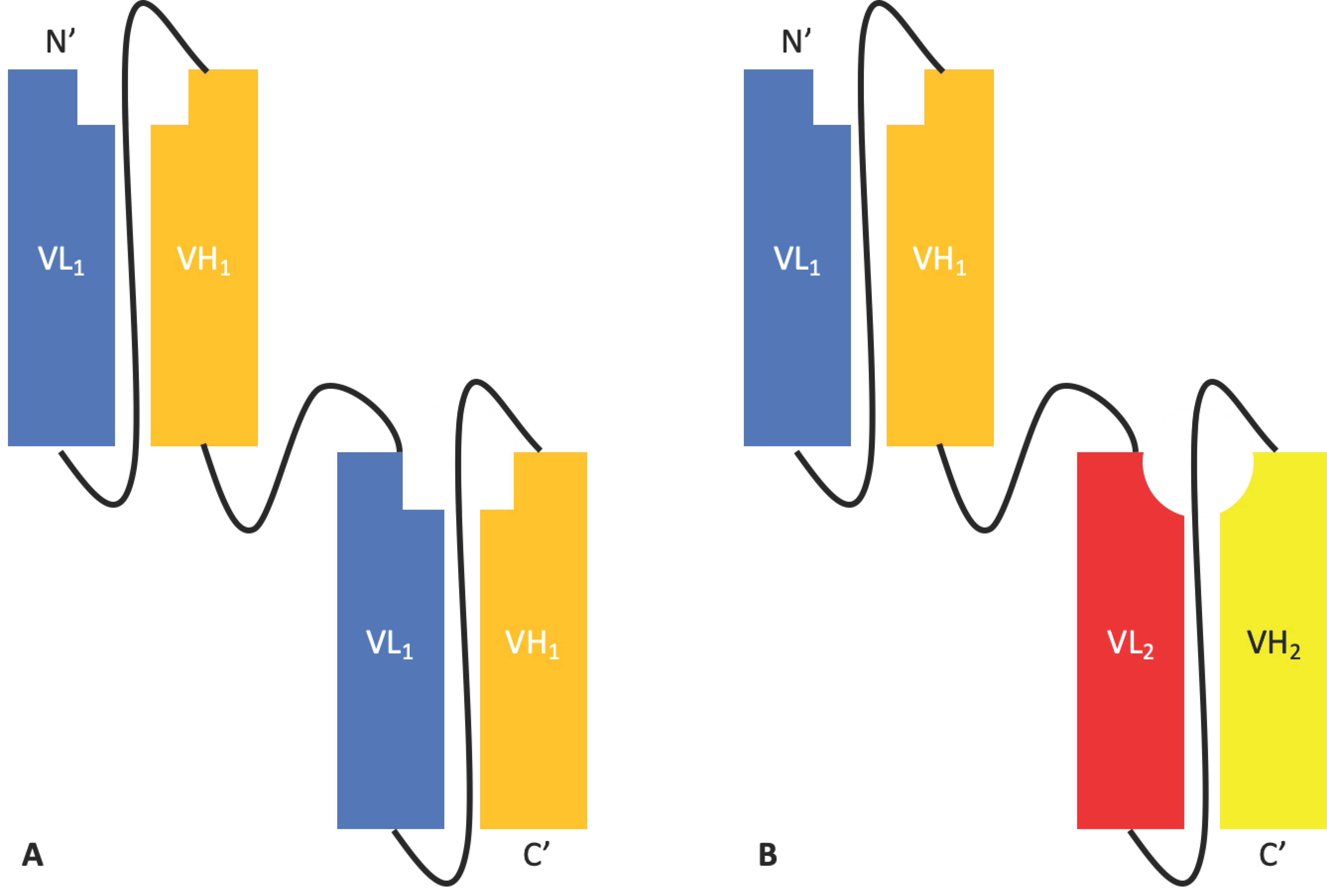 Antibodies 08 00028 g002
