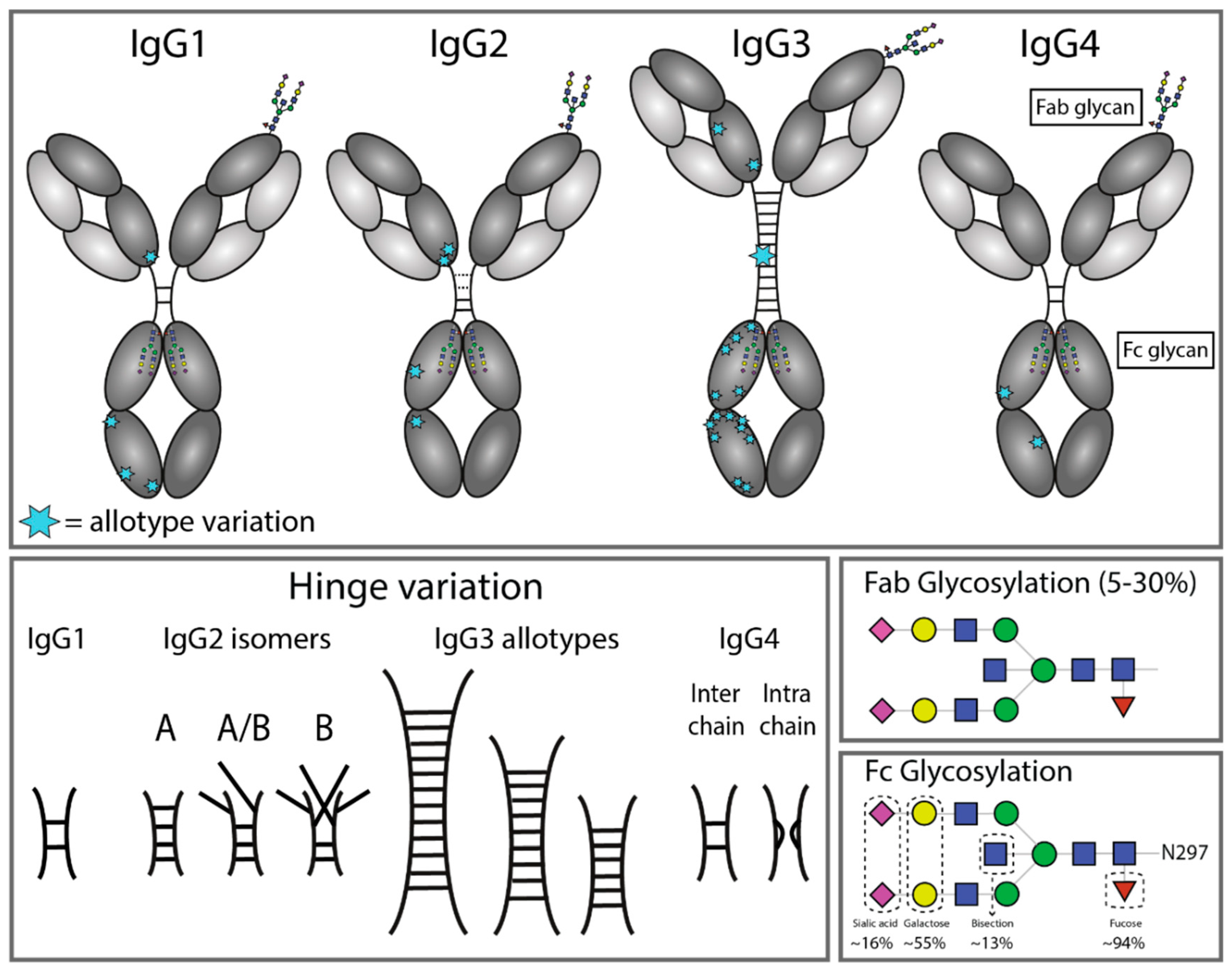 PDF) Fc-Mediated Functions of Porcine IgG Subclasses