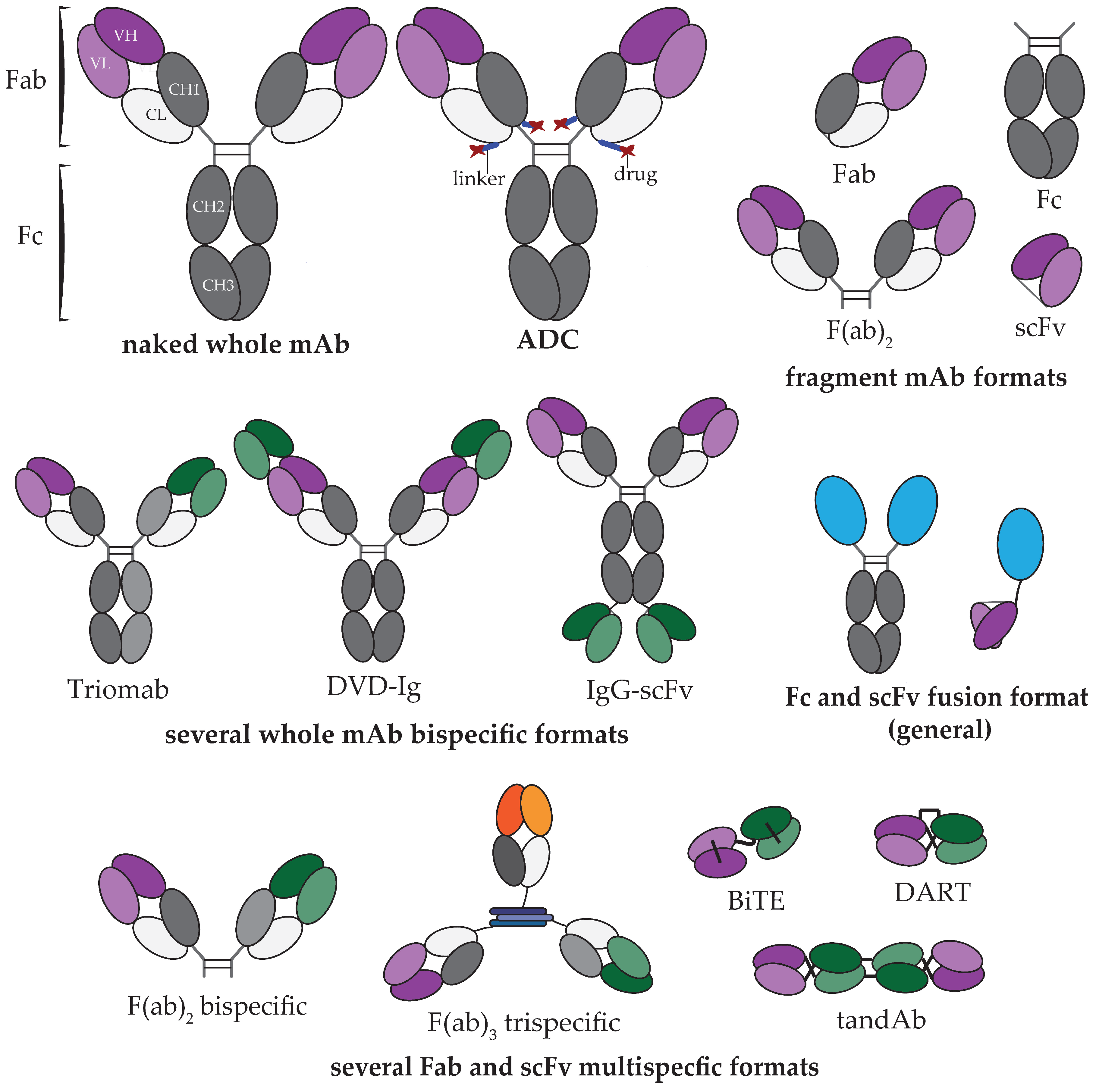 Monoclonal Antibodies Bioninja