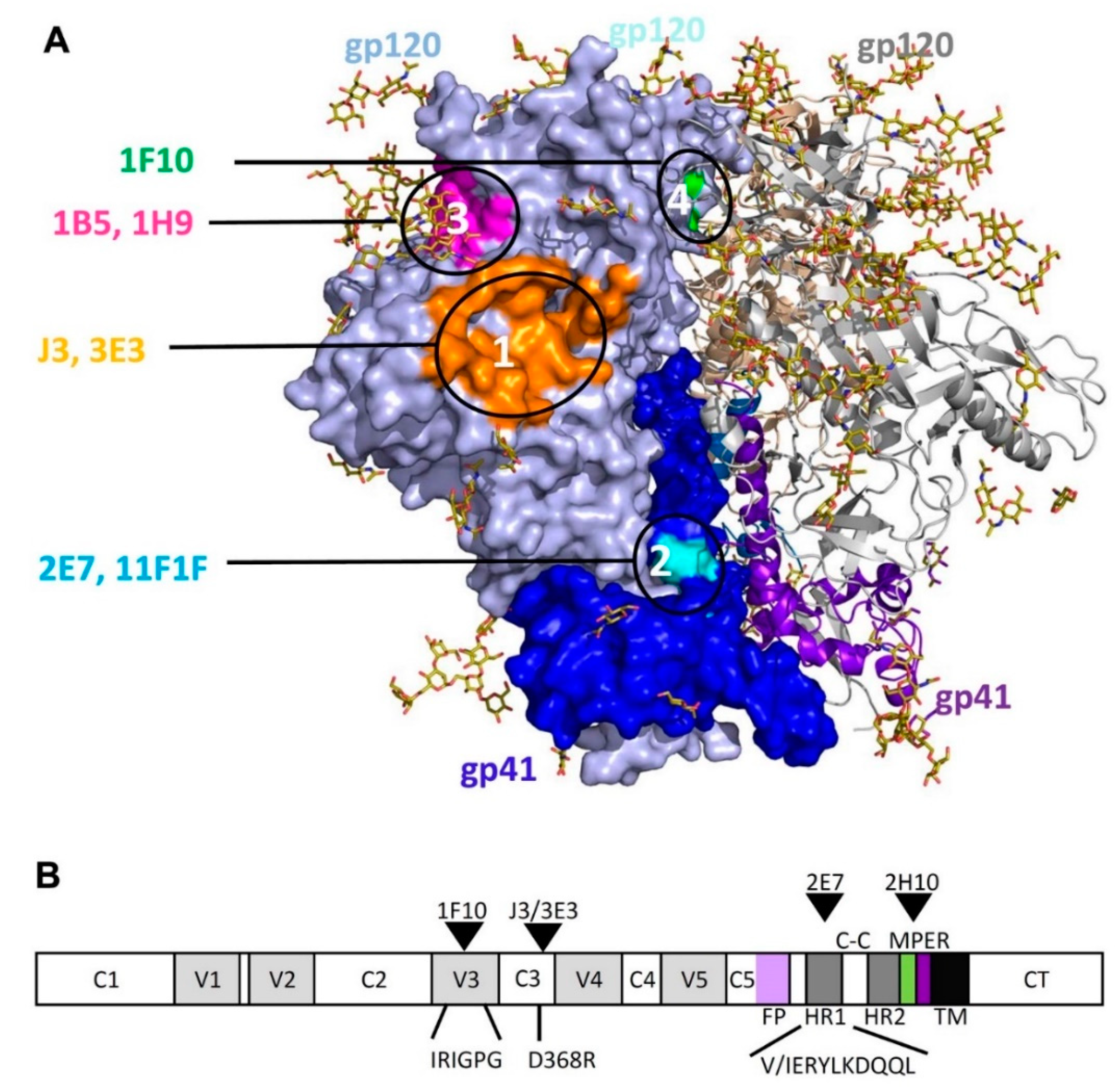 Antibodies 08 00038 g006 Antibodies 08 00038 g006