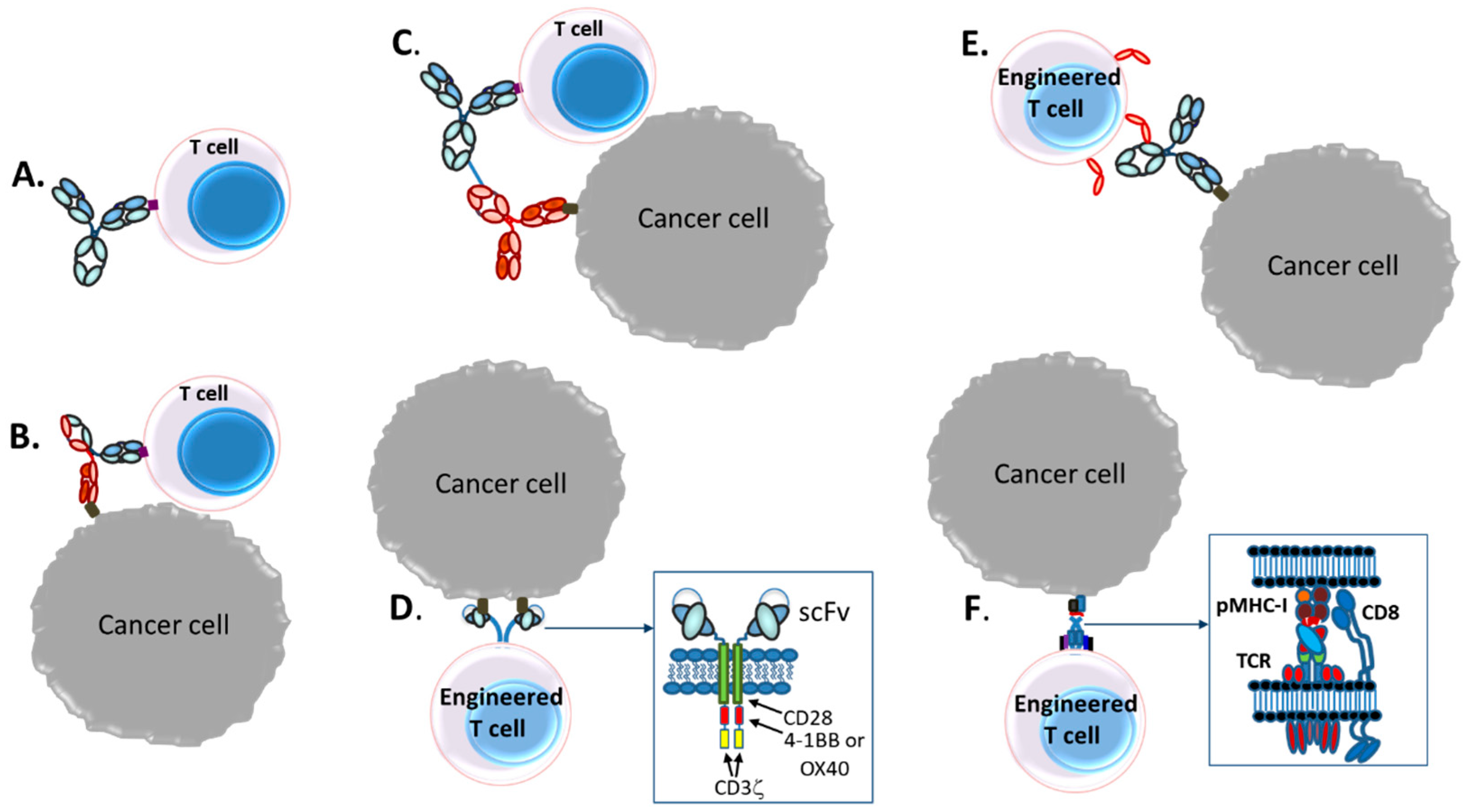 Antibodies Free Full Text Bispecific T Cell Redirection Versus Chimeric Antigen Receptor Car T Cells As Approaches To Kill Cancer Cells Html