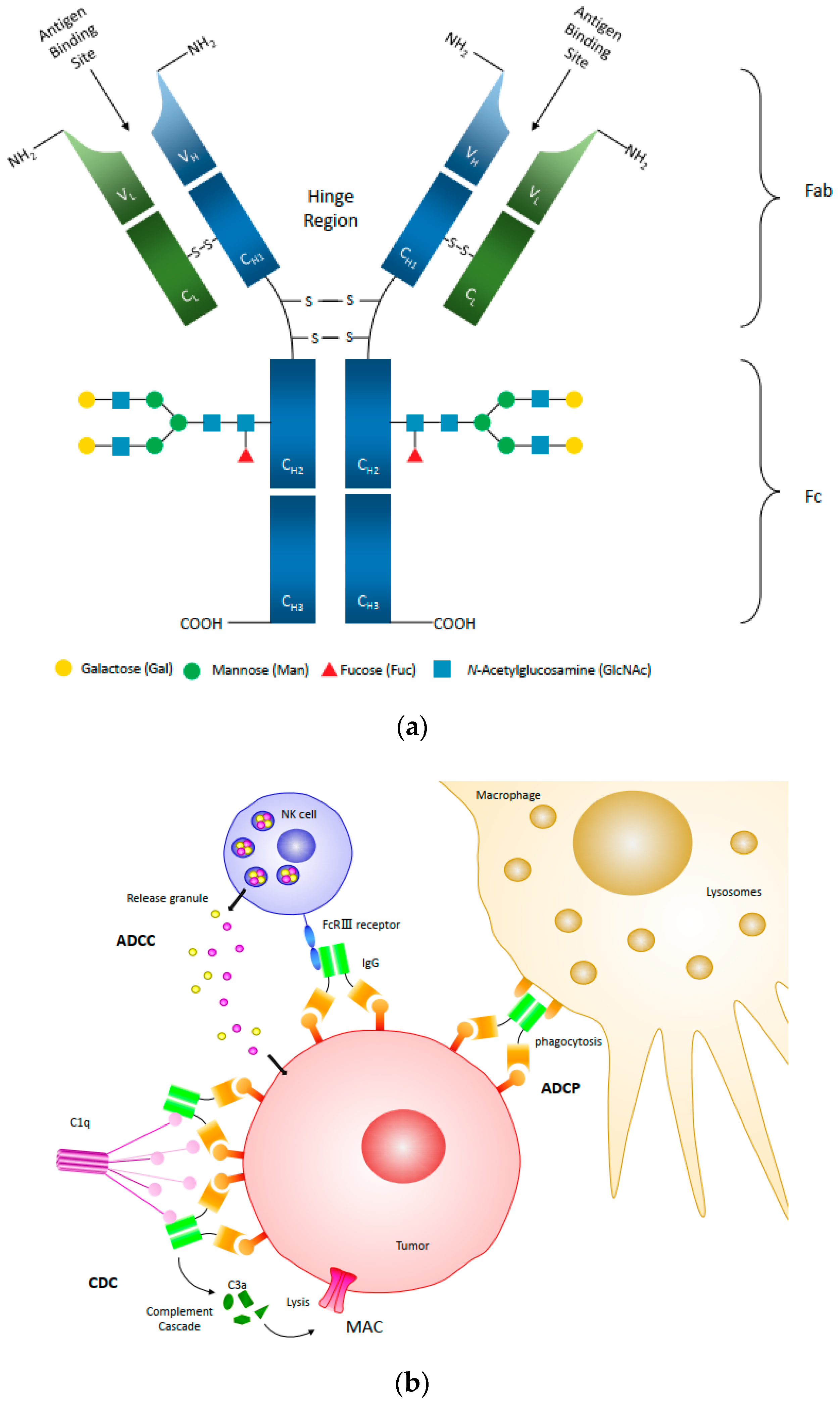 Opportunities for therapeutic antibodies directed at G-protein