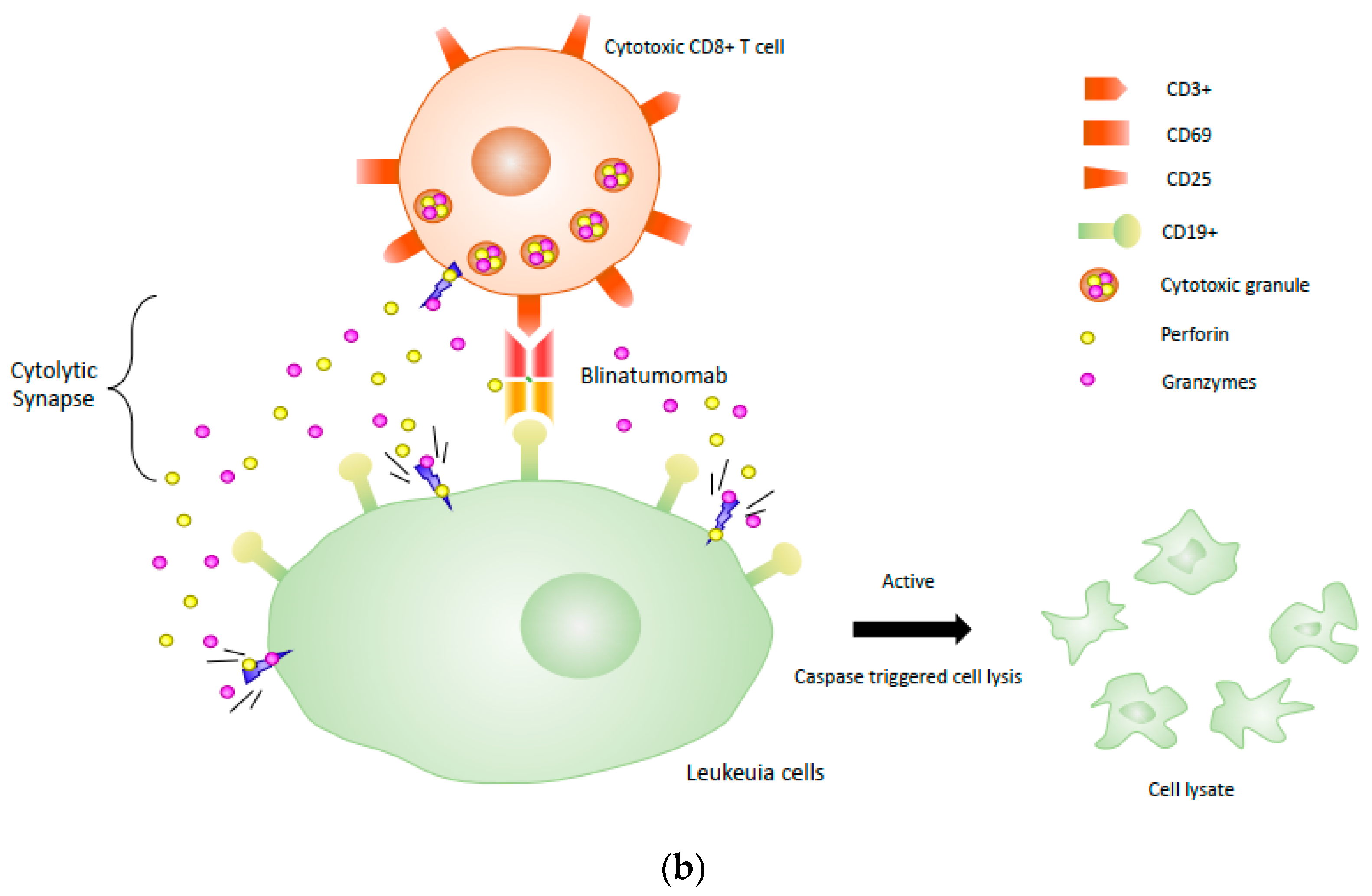 Antibodies 08 00043 g002b