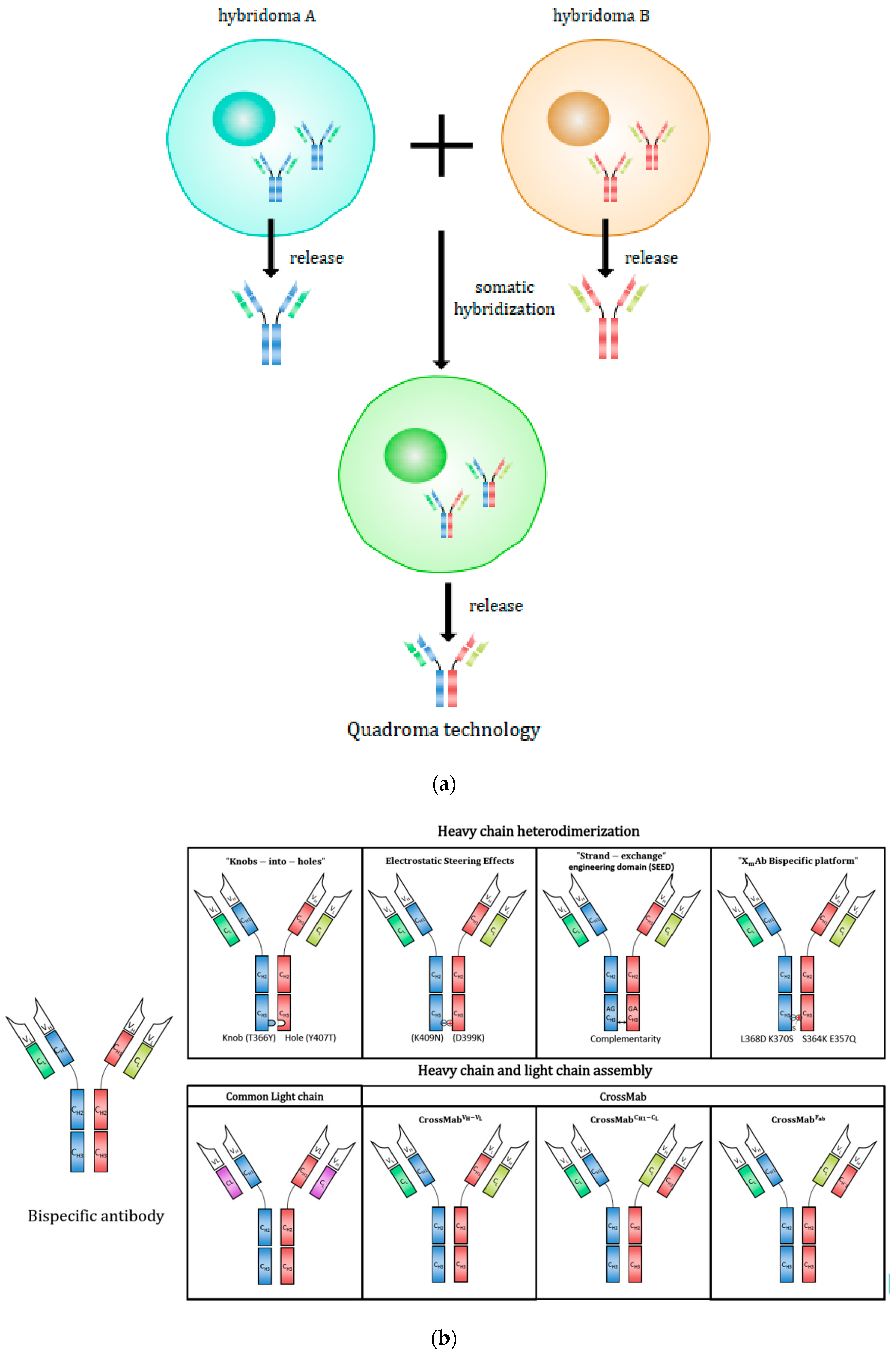 Antibodies 08 00043 g003