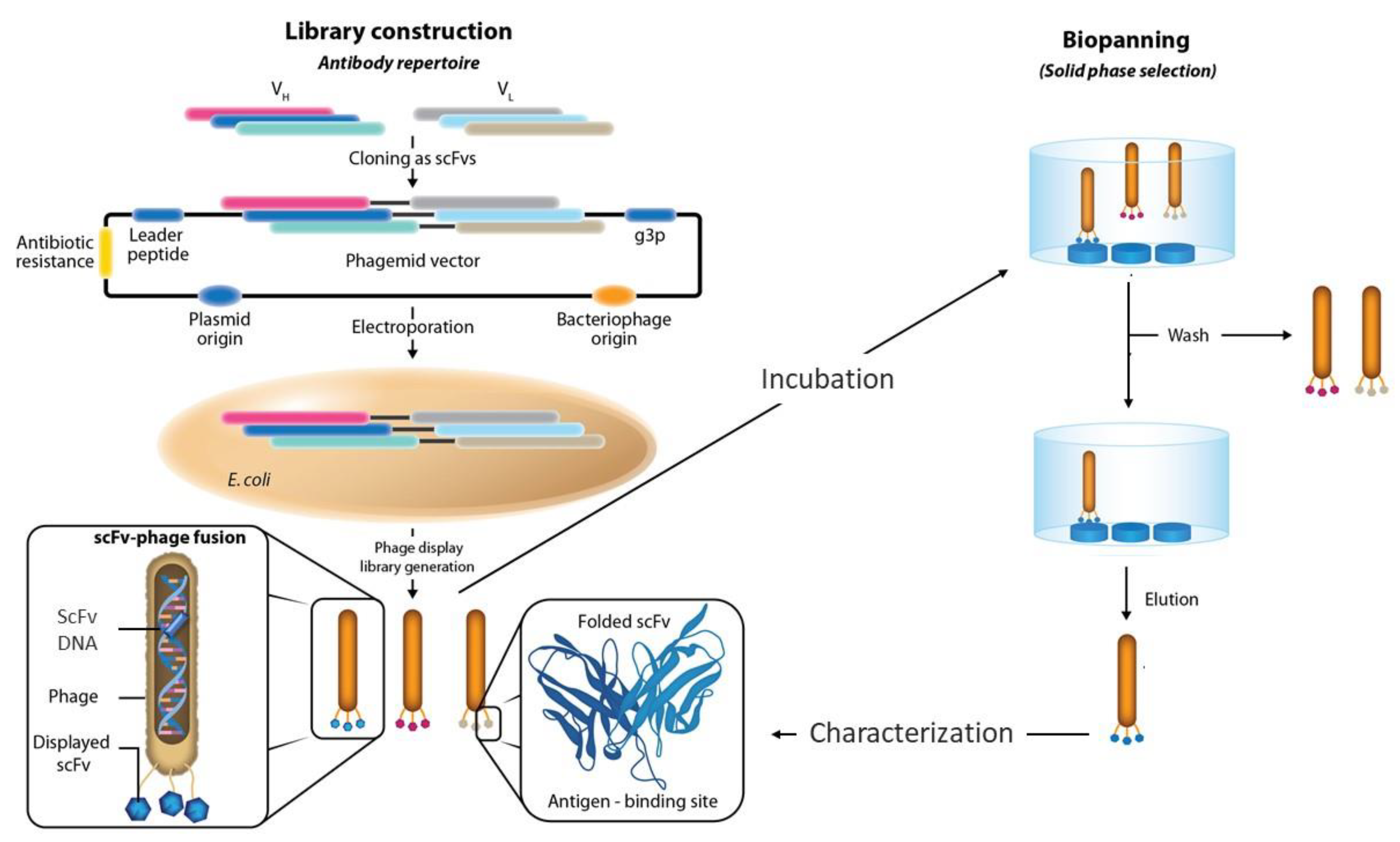 Antibodies, Free Full-Text