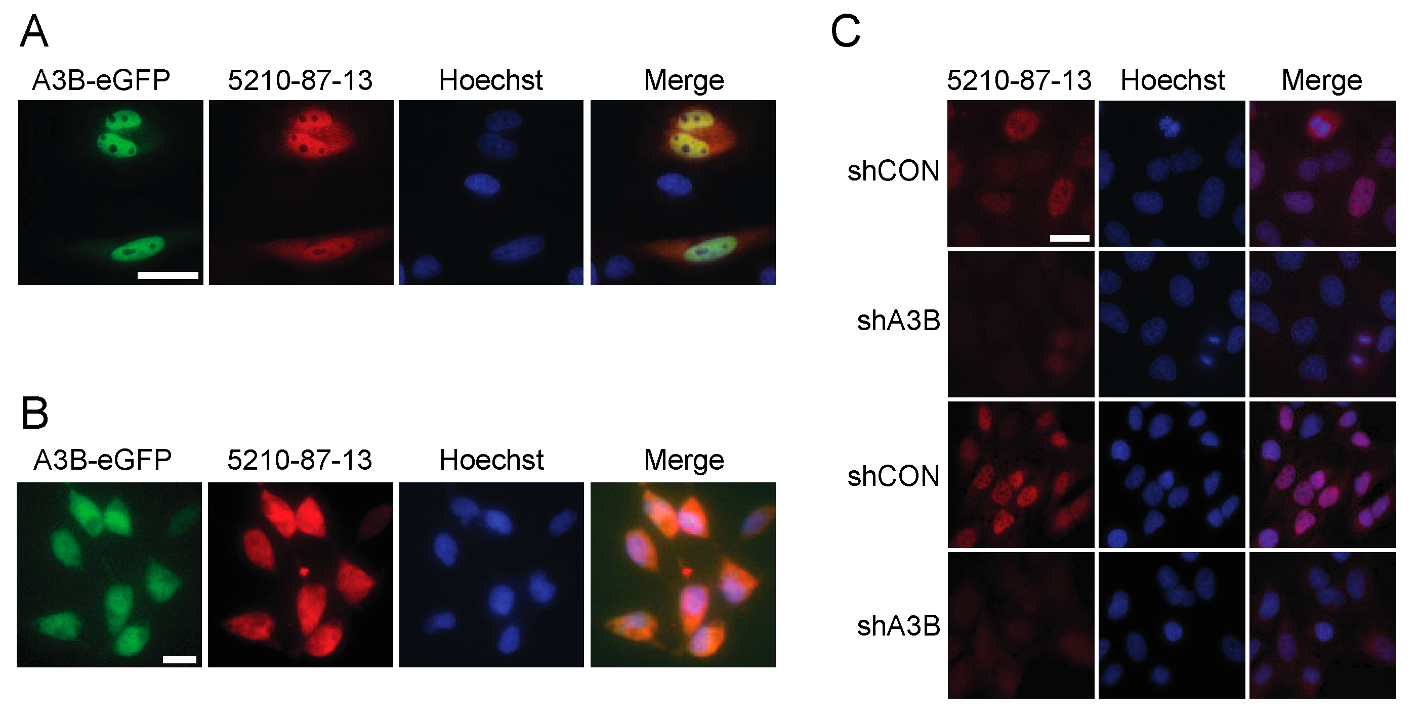 Antibodies 08 00047 g002