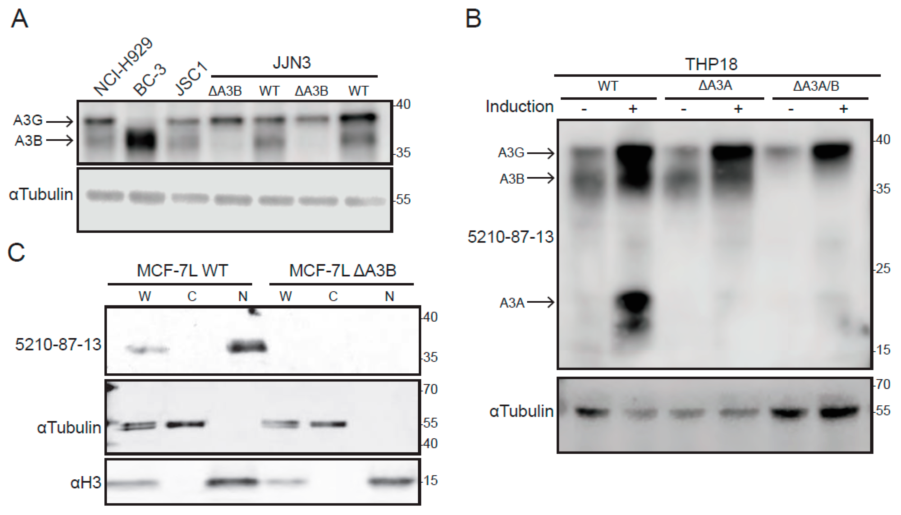 Antibodies 08 00047 g003