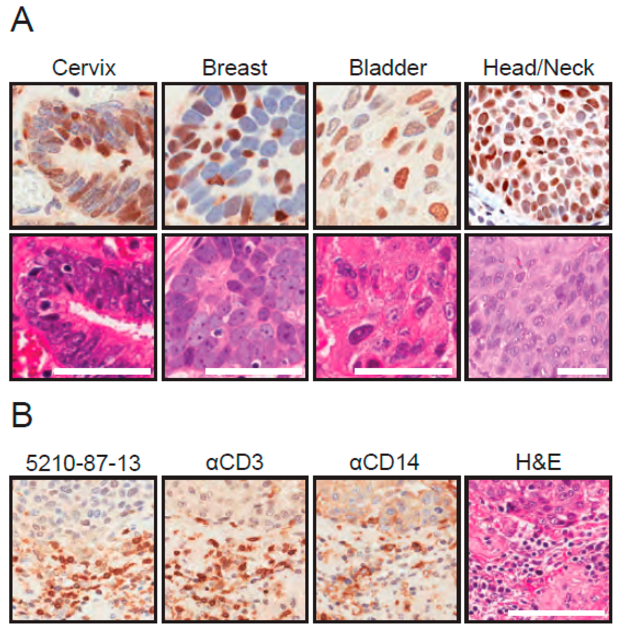 Antibodies 08 00047 g005