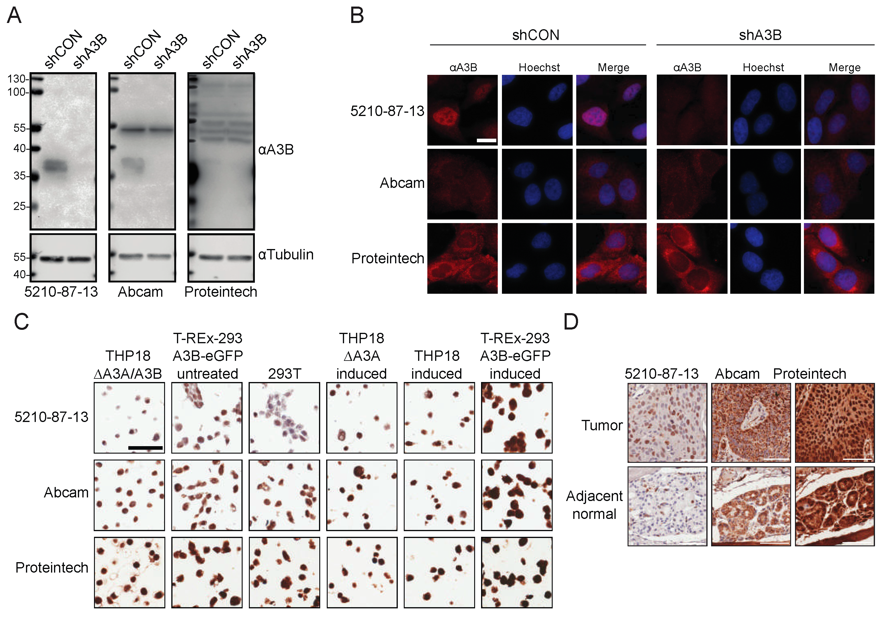 Antibodies 08 00047 g006