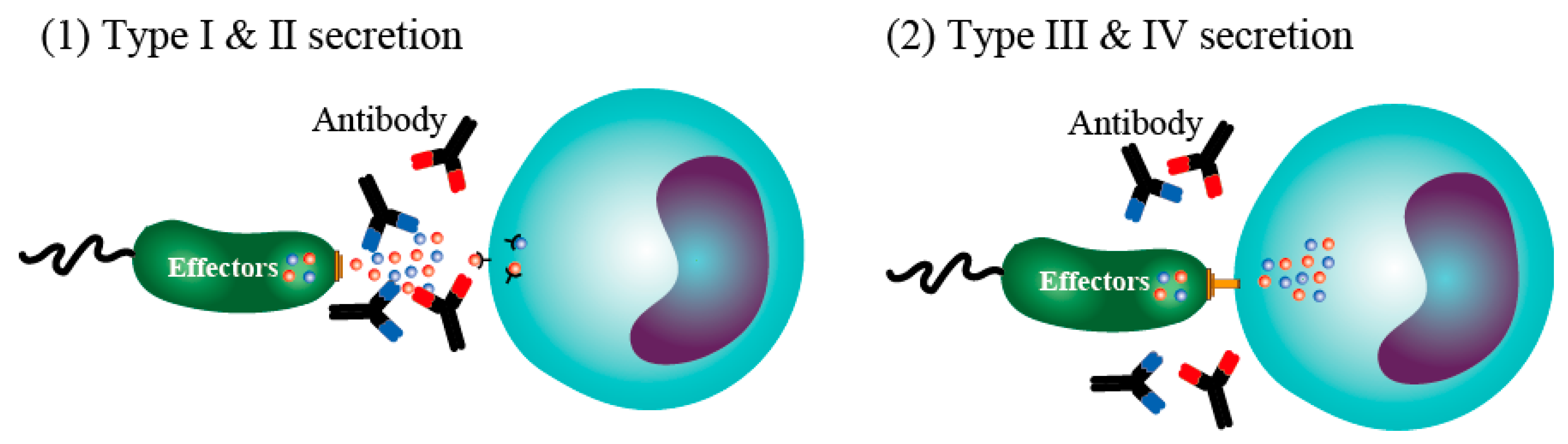 Antibodies Free FullText Immunoglobulin for Treating Bacterial