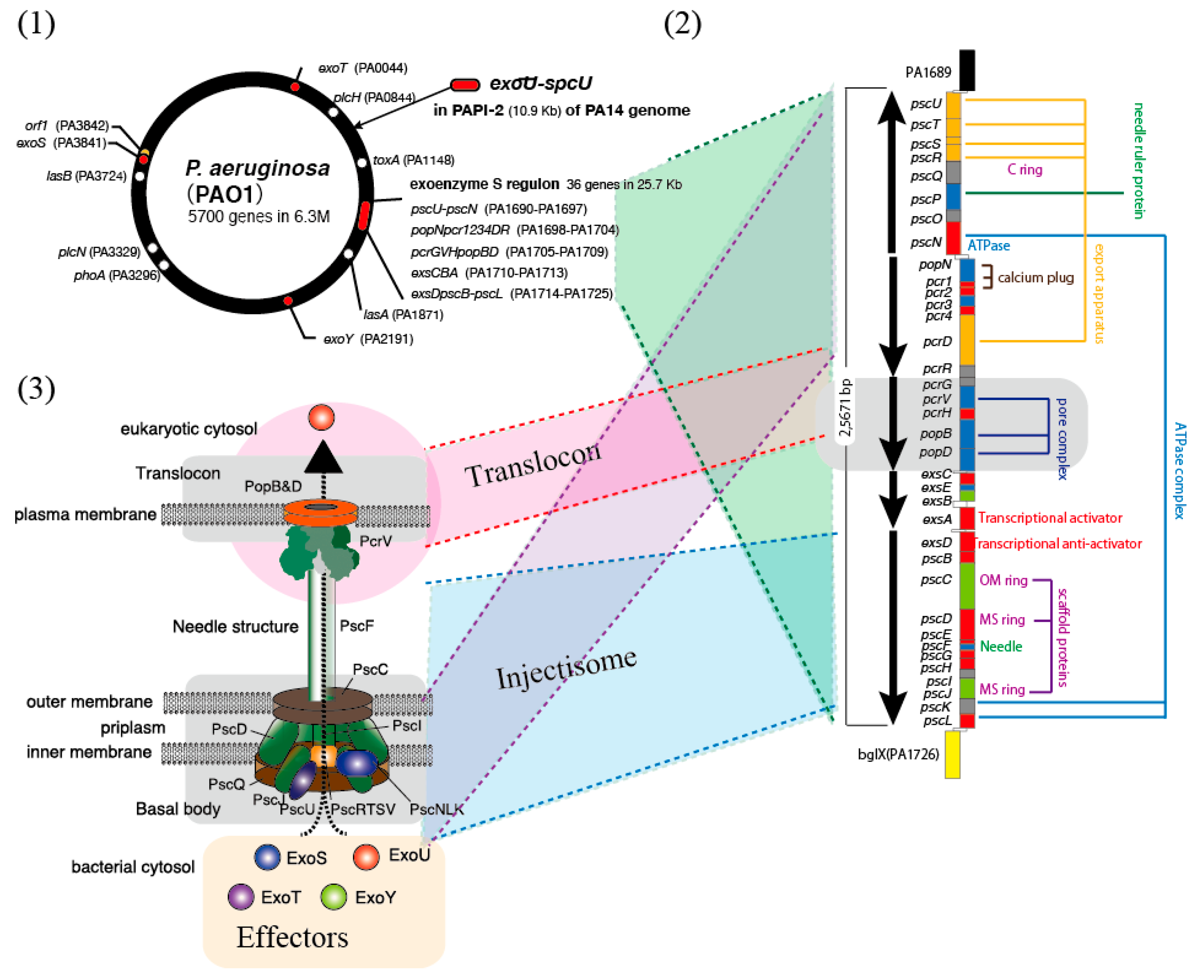 Antibodies 08 00052 g003 Antibodies 08 00052 g003