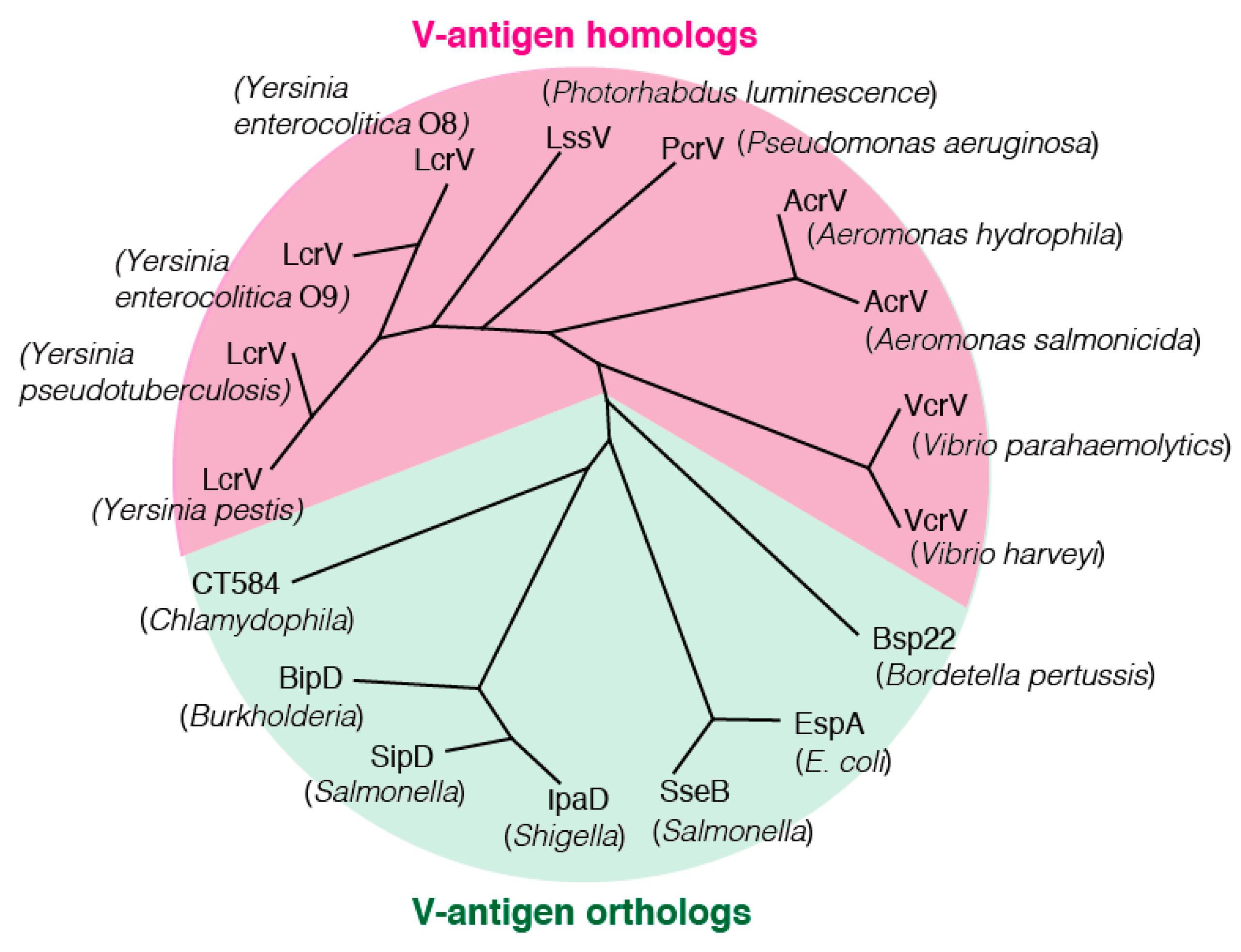 Antibodies 08 00052 g004 Antibodies 08 00052 g004