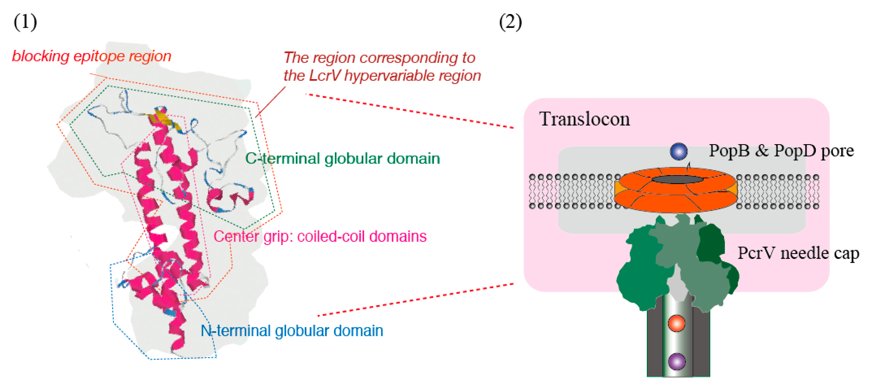 Antibodies 08 00052 g006 Antibodies 08 00052 g006