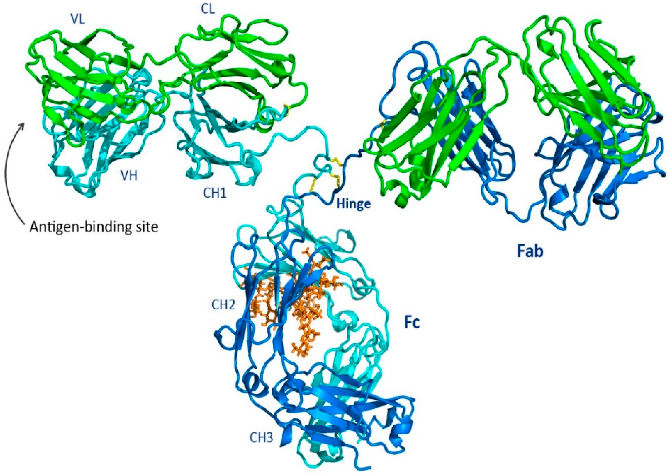 Opportunities for therapeutic antibodies directed at G-protein