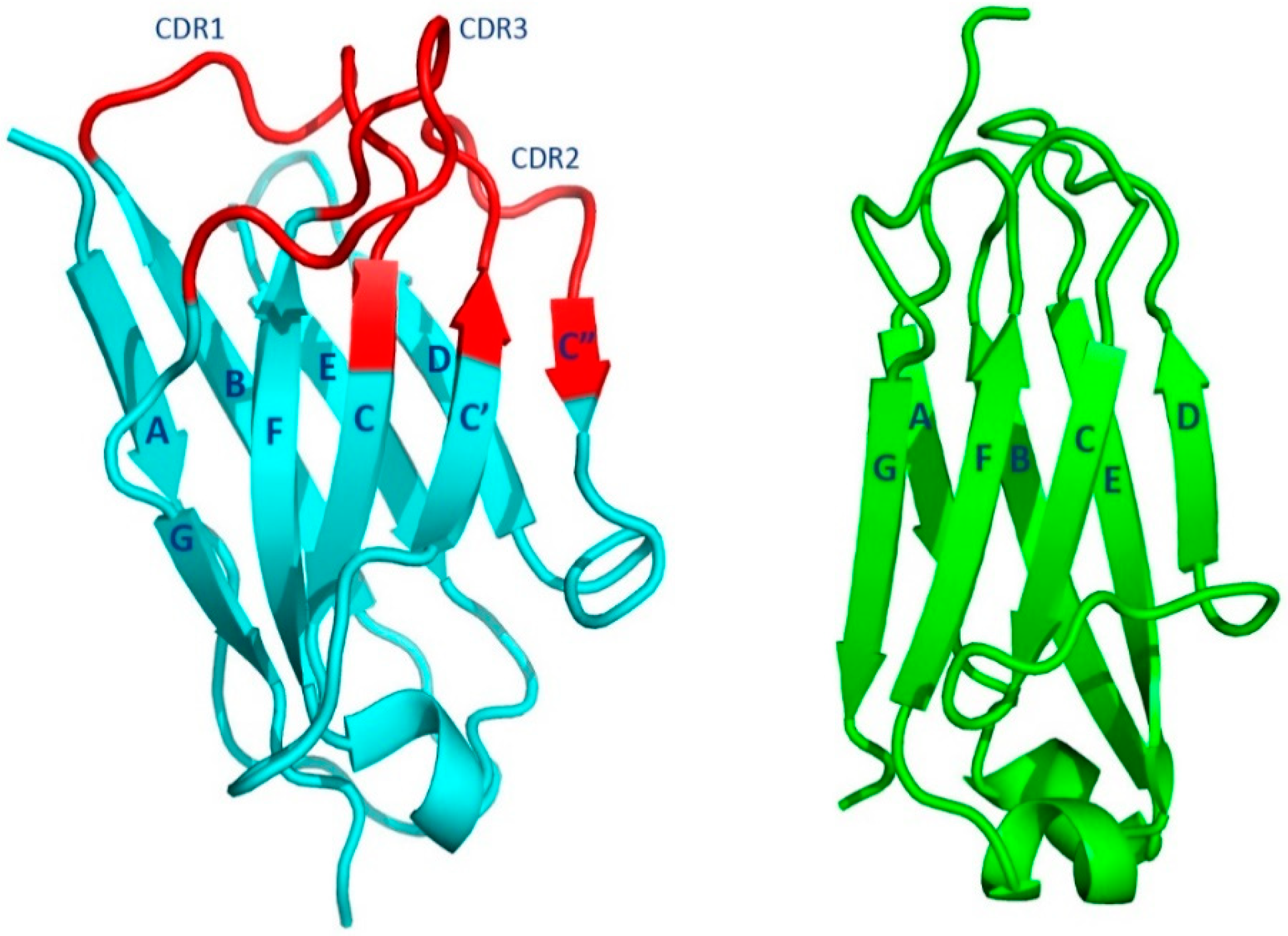 Иммуноглобулин g4. Antibody structure.