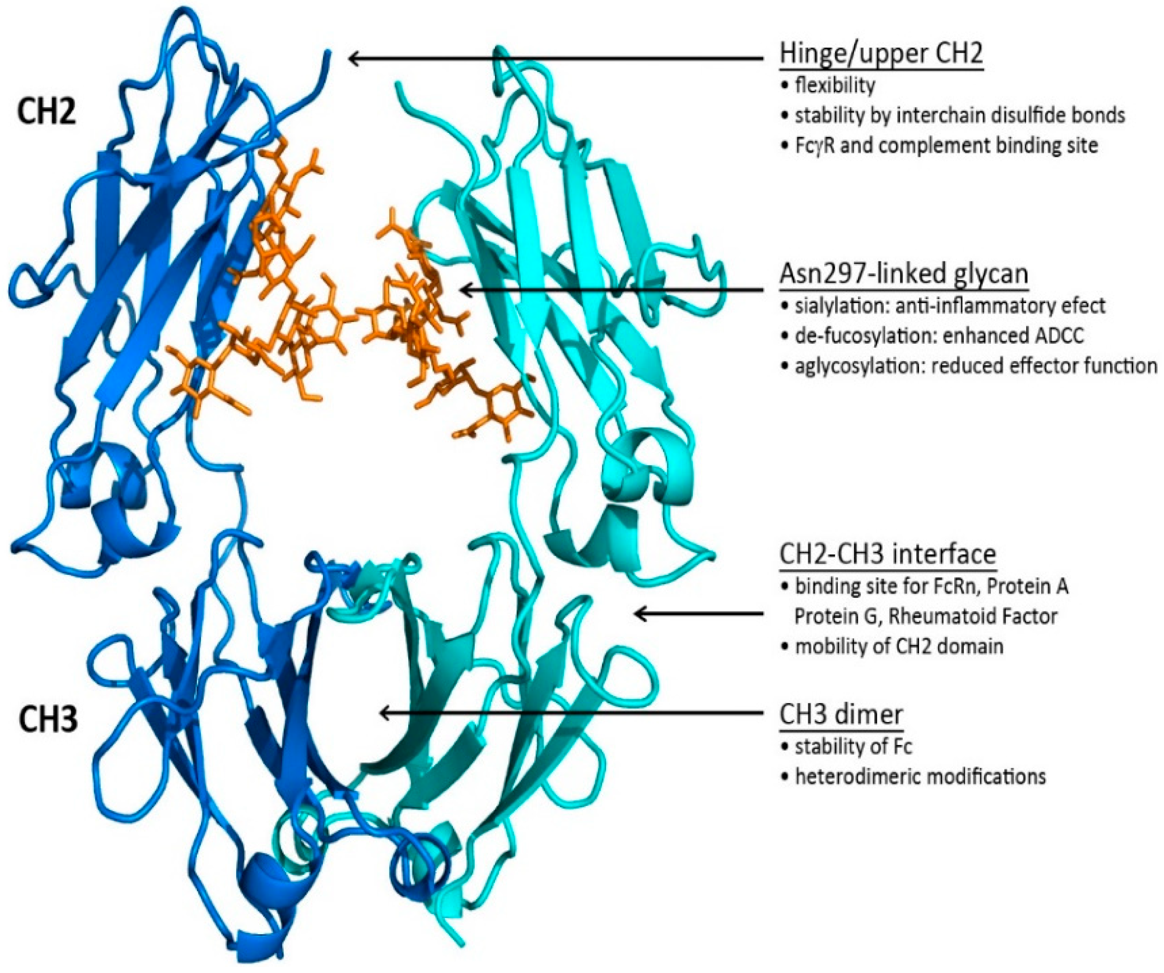 Antibodies Free Full Text Antibody Structure And Function The Basis For Engineering Therapeutics Html