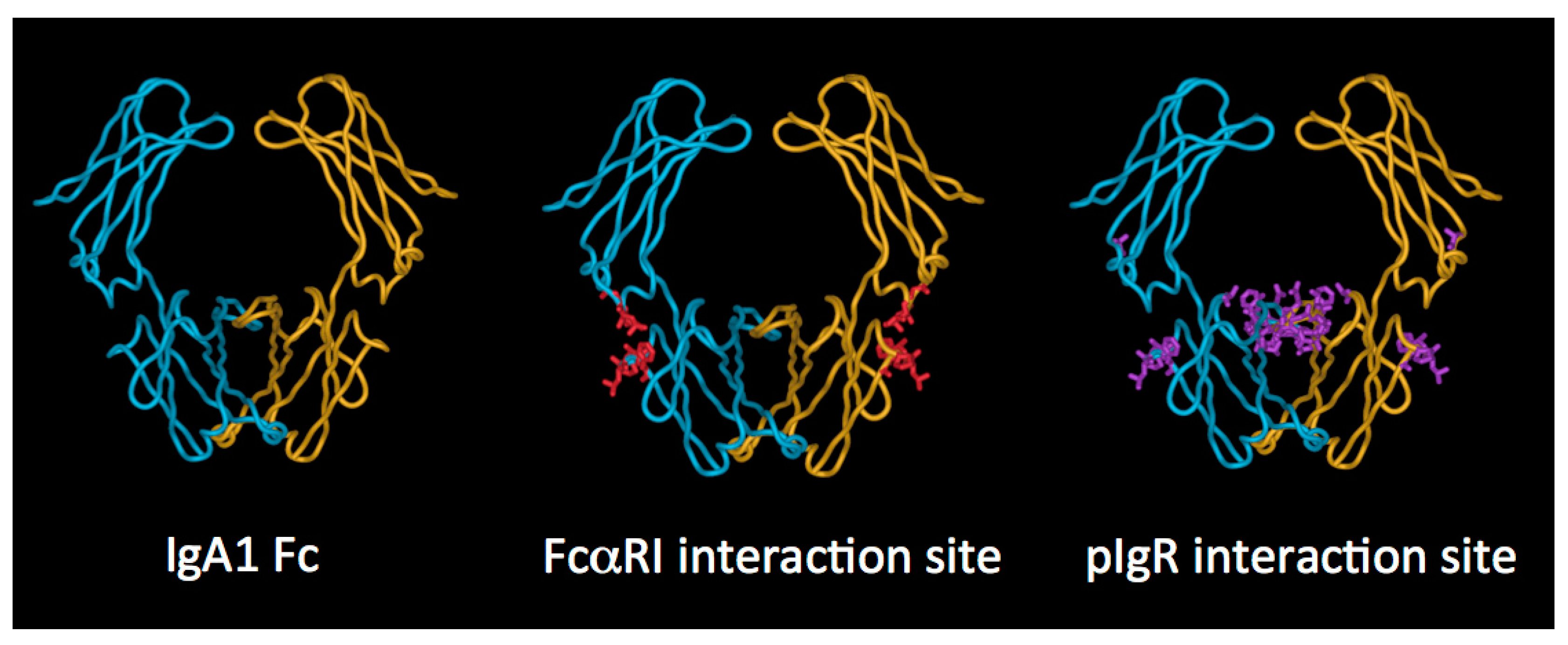 Antibodies Free Full Text Iga Structure Function And