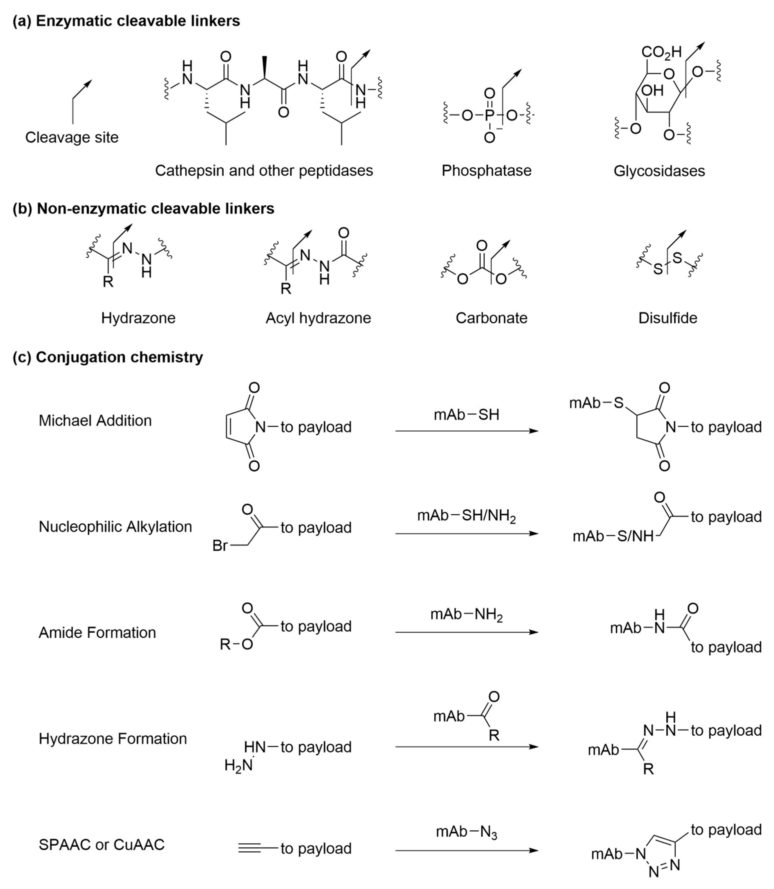 protein scaffold linker payload protein scaffold linker payload