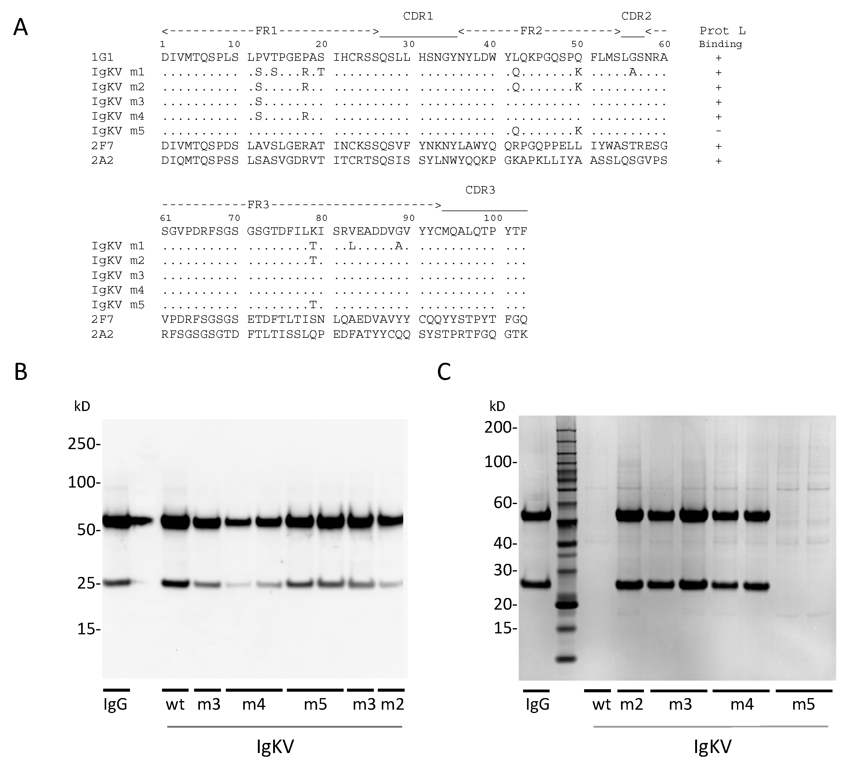 Antibodies 09 00005 g005 Antibodies 09 00005 g005