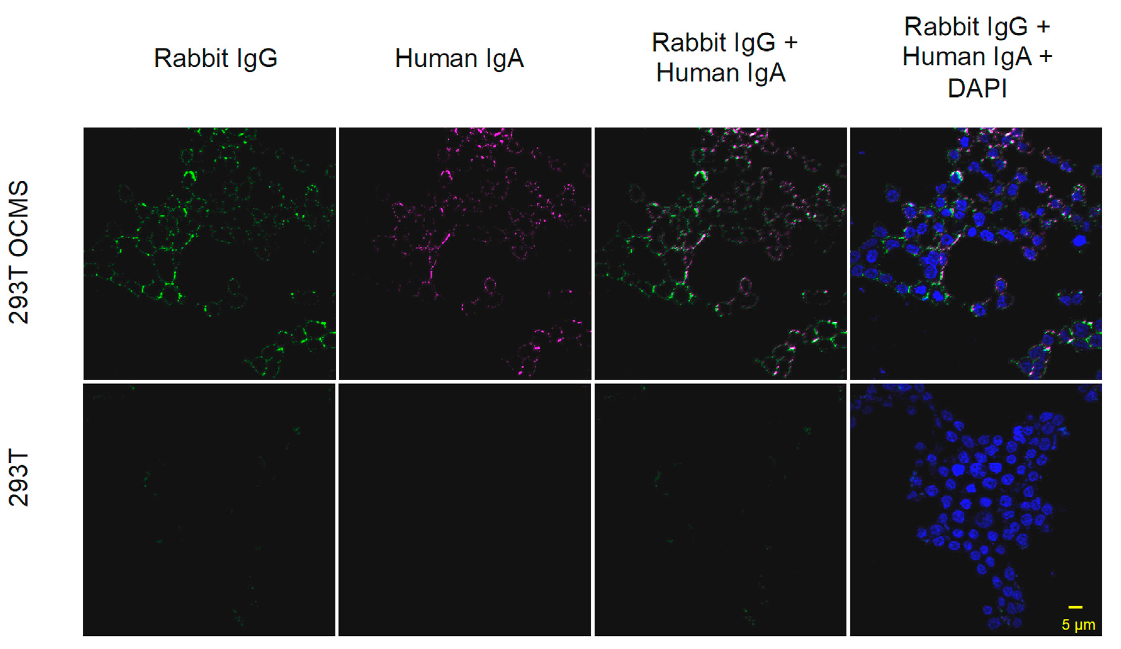 Antibodies 09 00005 g007 Antibodies 09 00005 g007