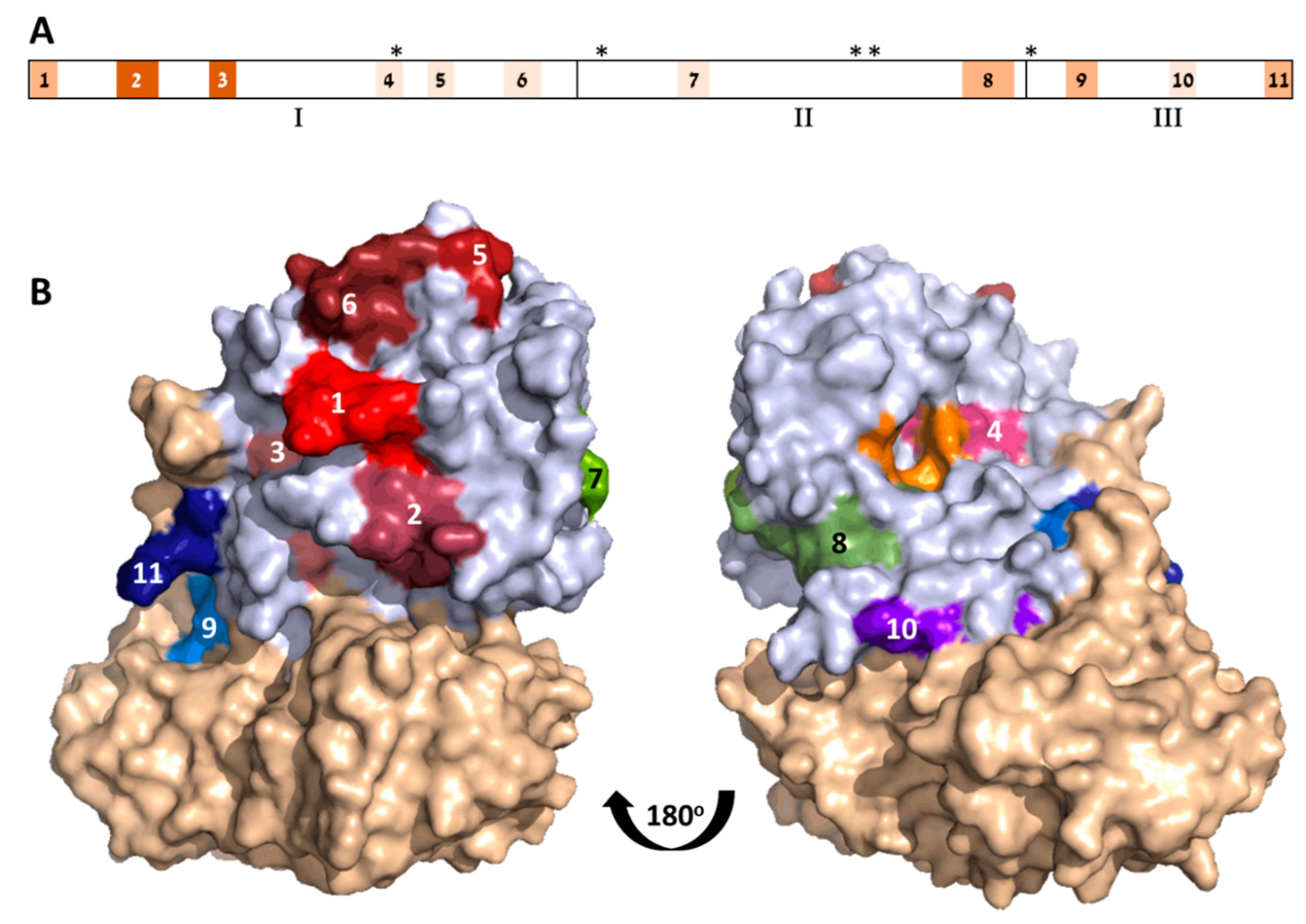 Antibodies 09 00011 g002