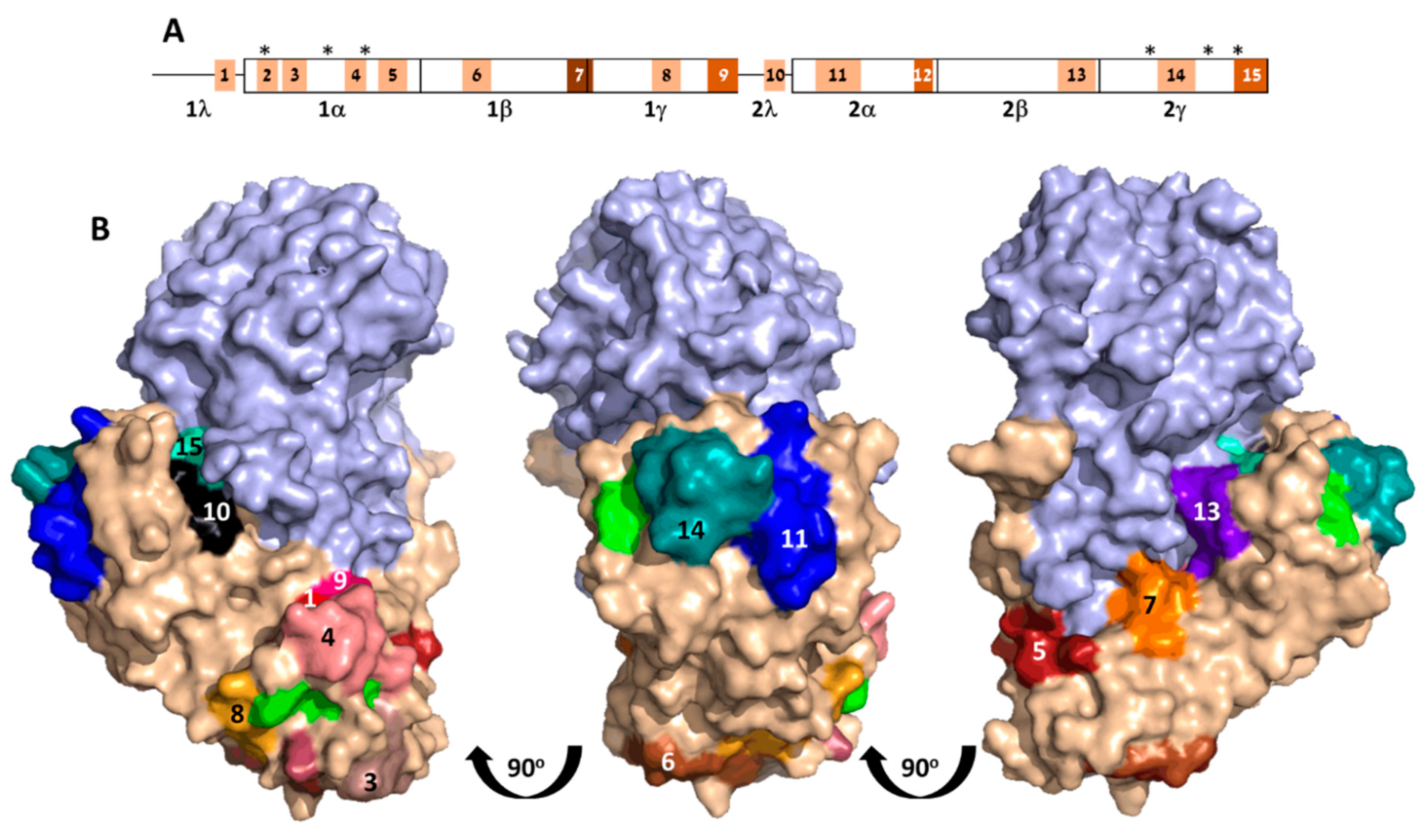 Antibodies 09 00011 g004