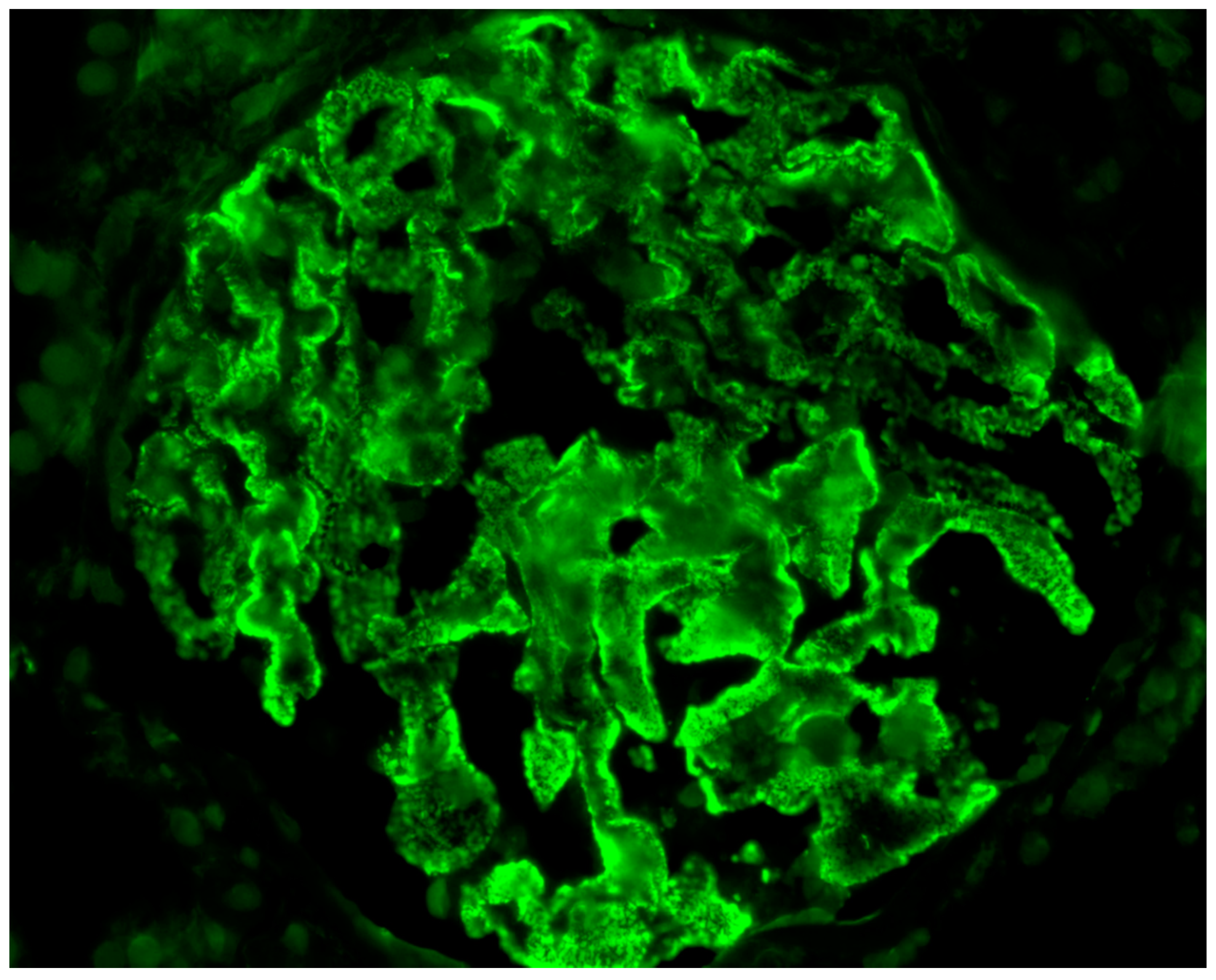Antibodies 09 00018 g003 Antibodies 09 00018 g003