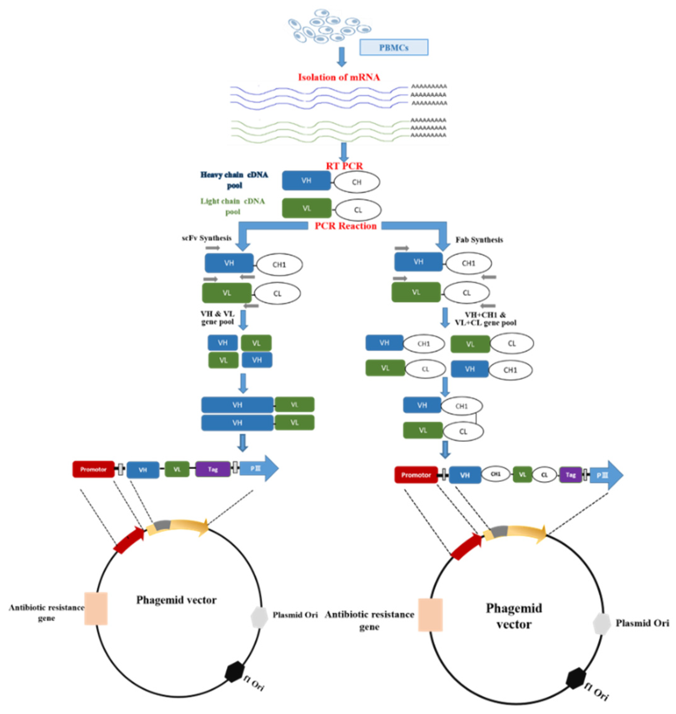 Antibodies 09 00021 g002