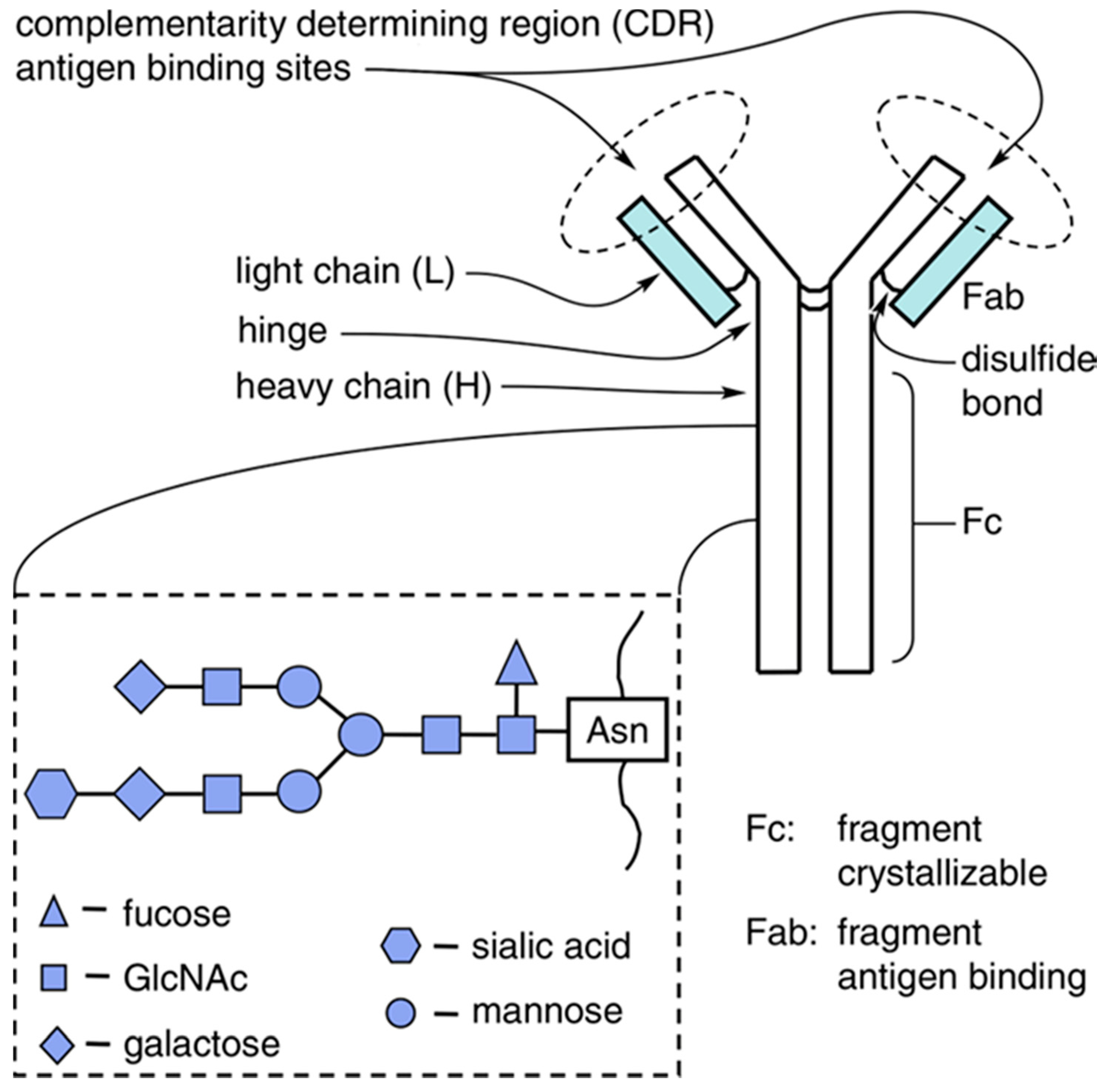 Antibodies Free Full Text Principles Of N Linked Glycosylation Variations Of Igg Based Therapeutics Pharmacokinetic And Functional Considerations Html Antibodies Free Full Text Principles Of N Linked Glycosylation Variations Of Igg Based Therapeutics Pharmacokinetic And Functional Considerations Html