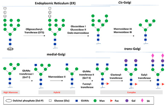 Antibodies | Free Full-Text | Principles of N-Linked Glycosylation ...