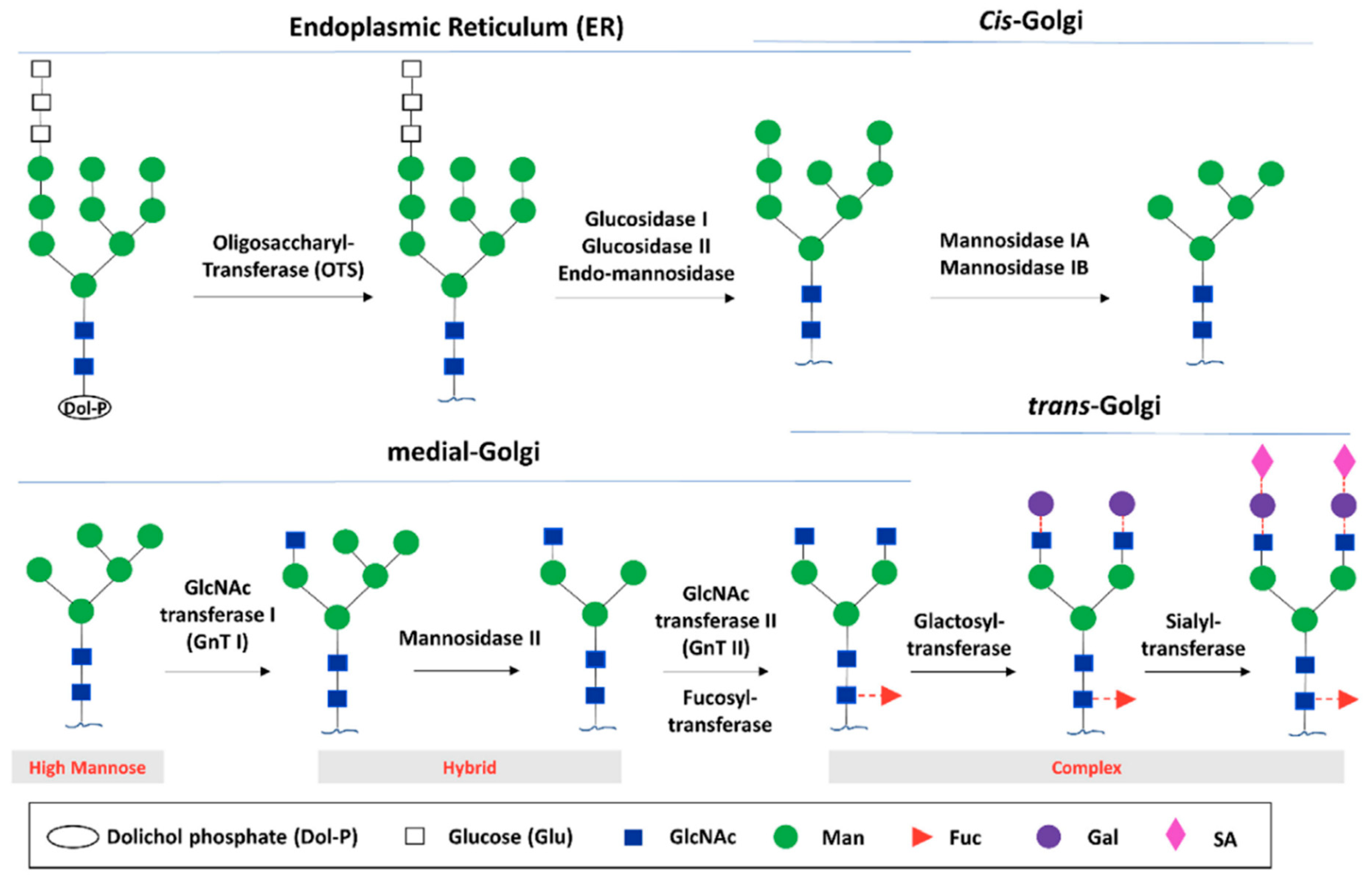 Antibodies 09 00022 g003 Antibodies 09 00022 g003