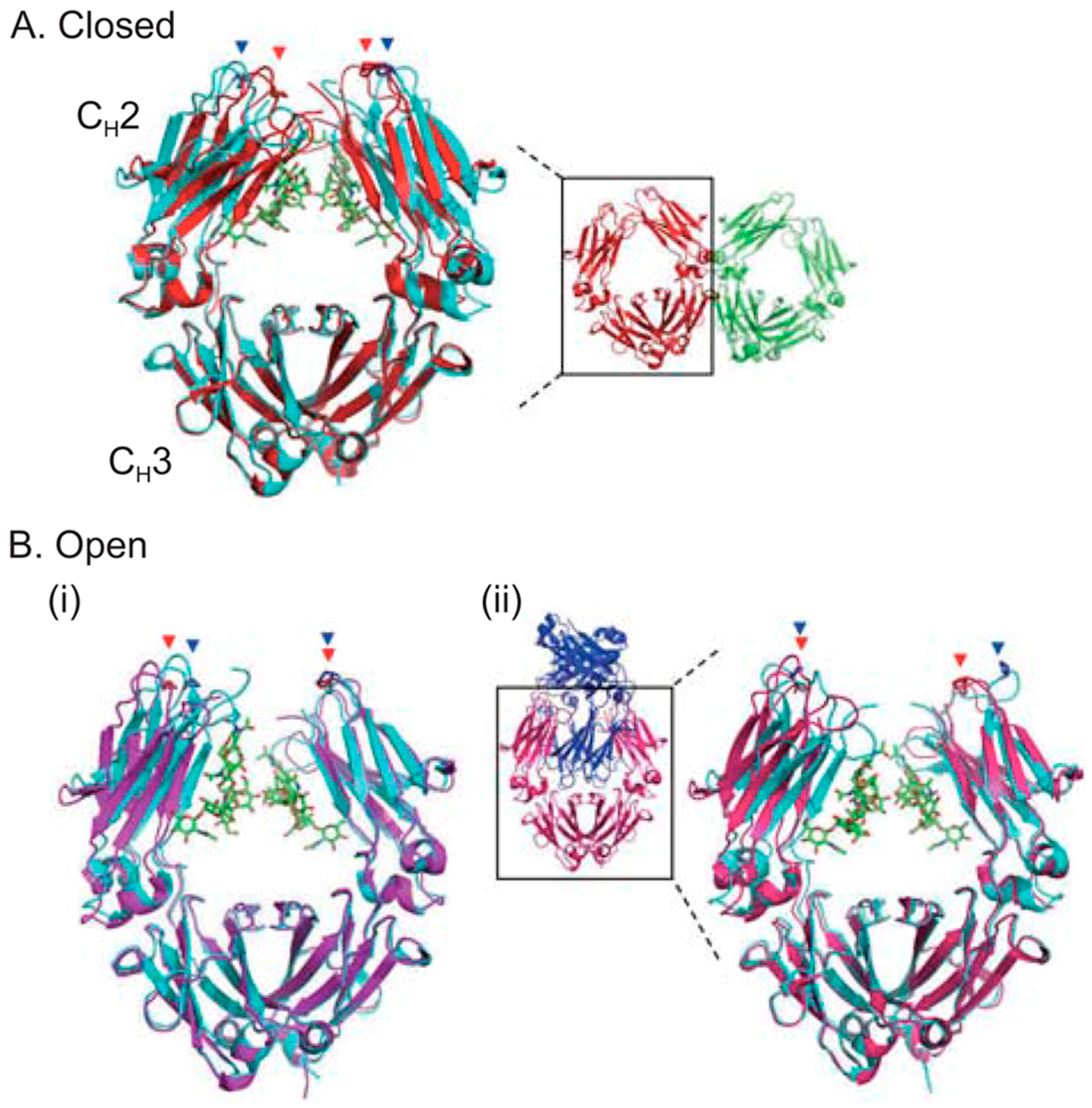 Antibodies 09 00022 g004 Antibodies 09 00022 g004