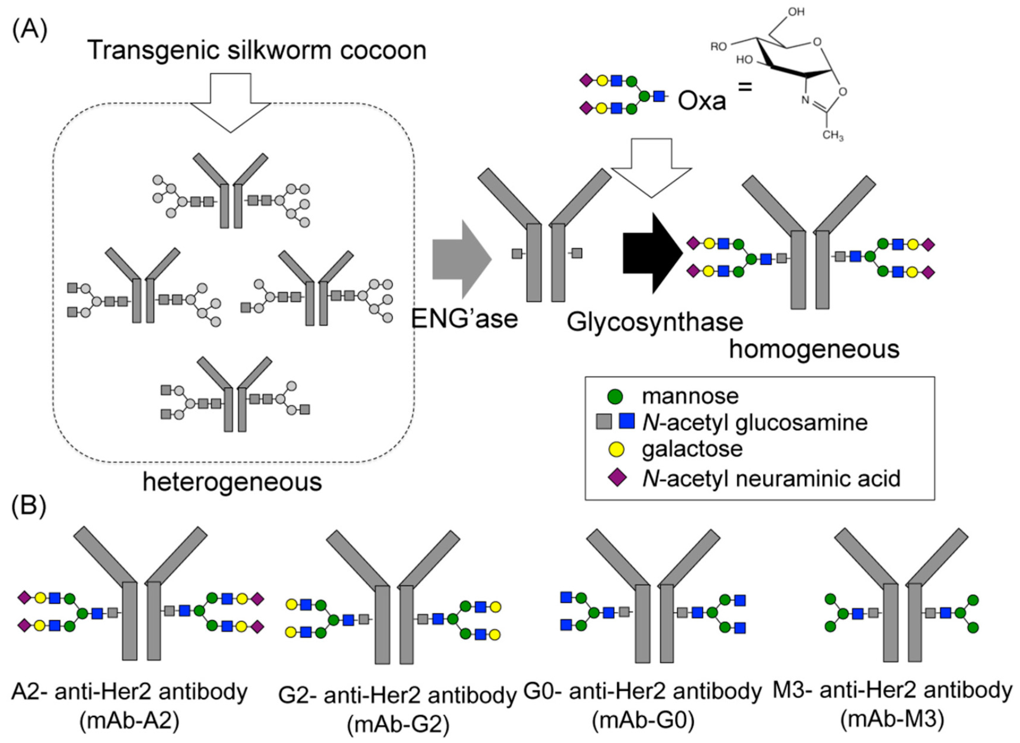 Antibodies 09 00022 g008 Antibodies 09 00022 g008