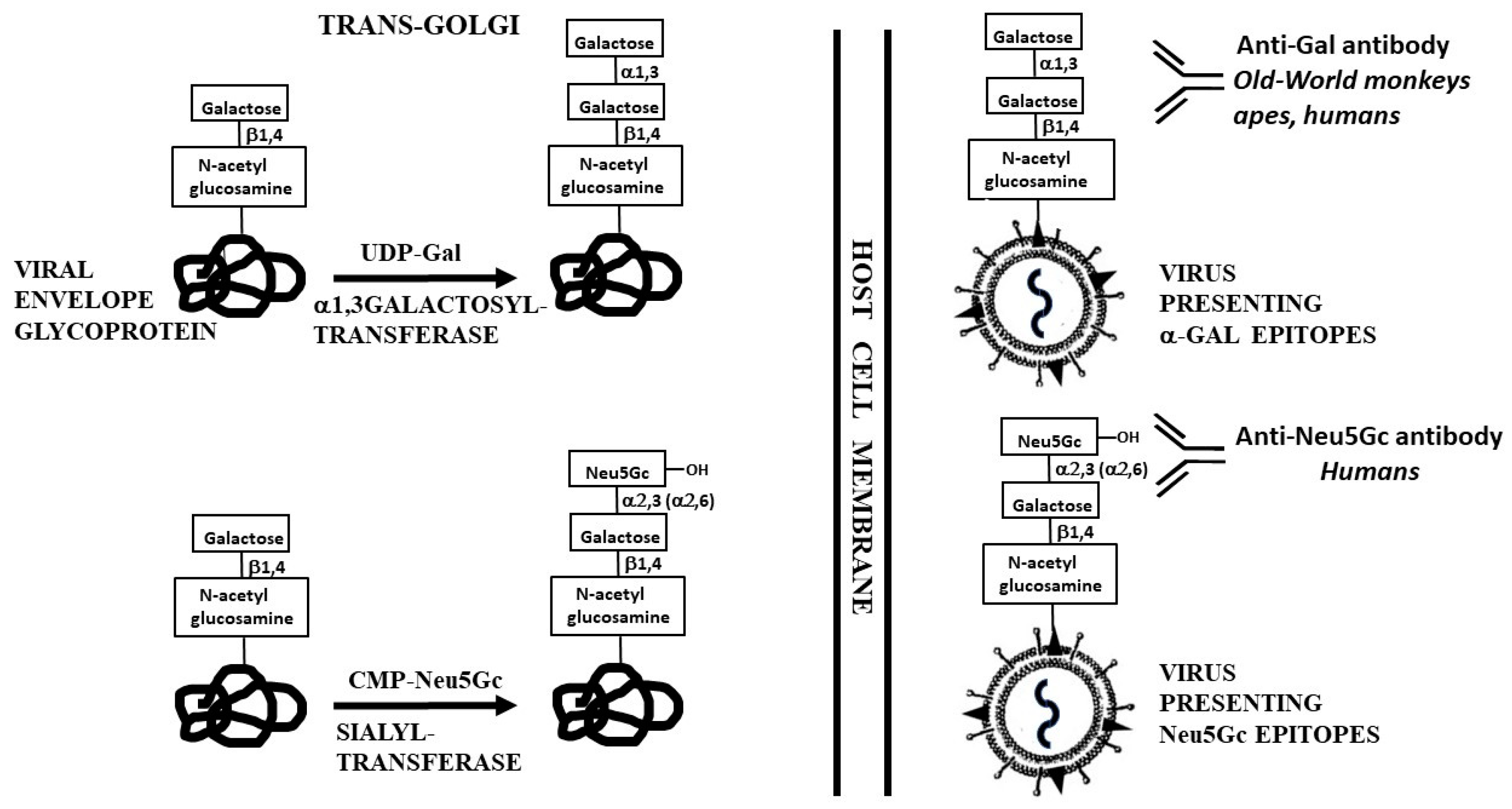Antibodies 09 00025 g001