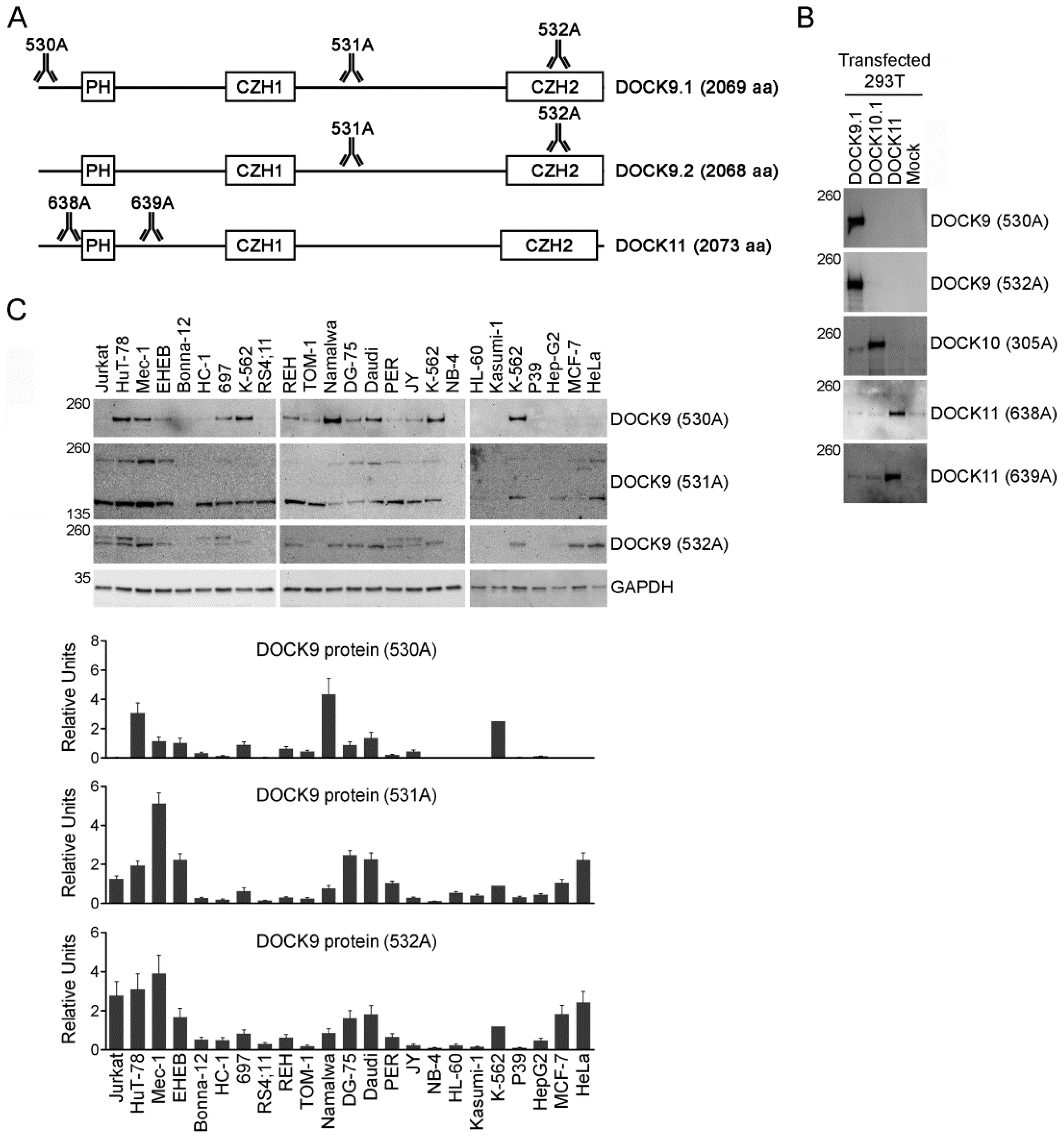 Antibodies 09 00027 g002 Antibodies 09 00027 g002
