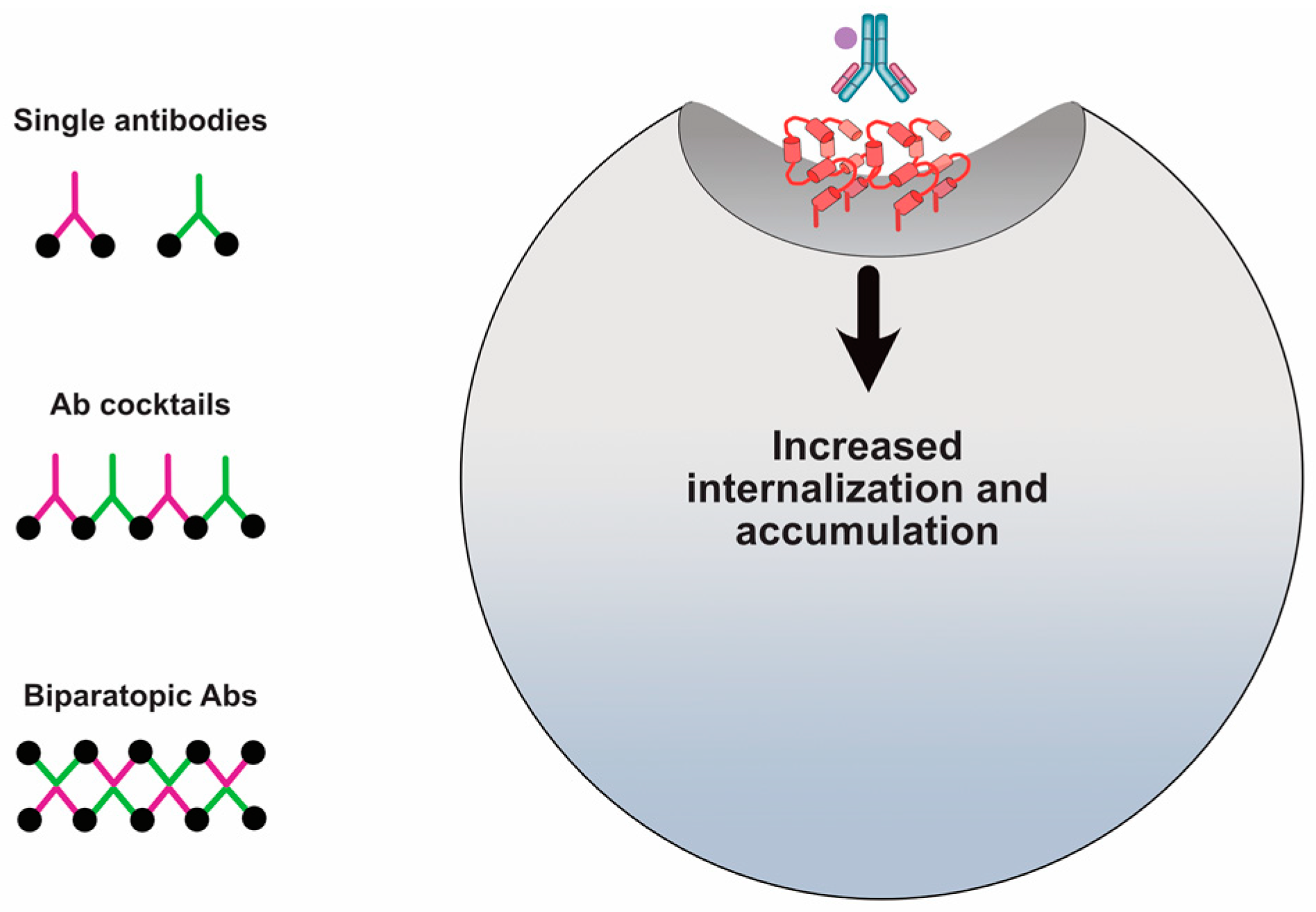 Antibodies 09 00032 g005 Antibodies 09 00032 g005
