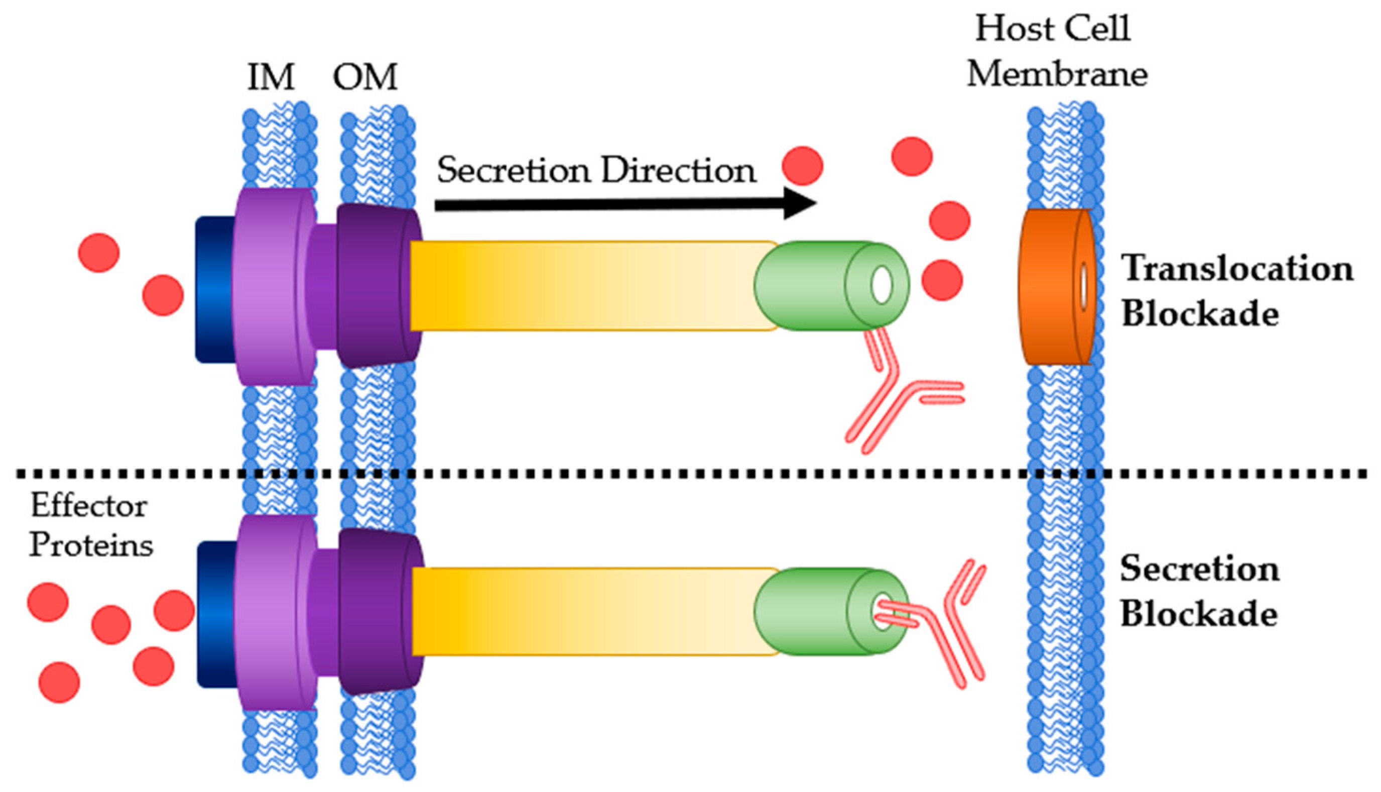 Antibodies Free FullText Antibodies Inhibiting the Type III