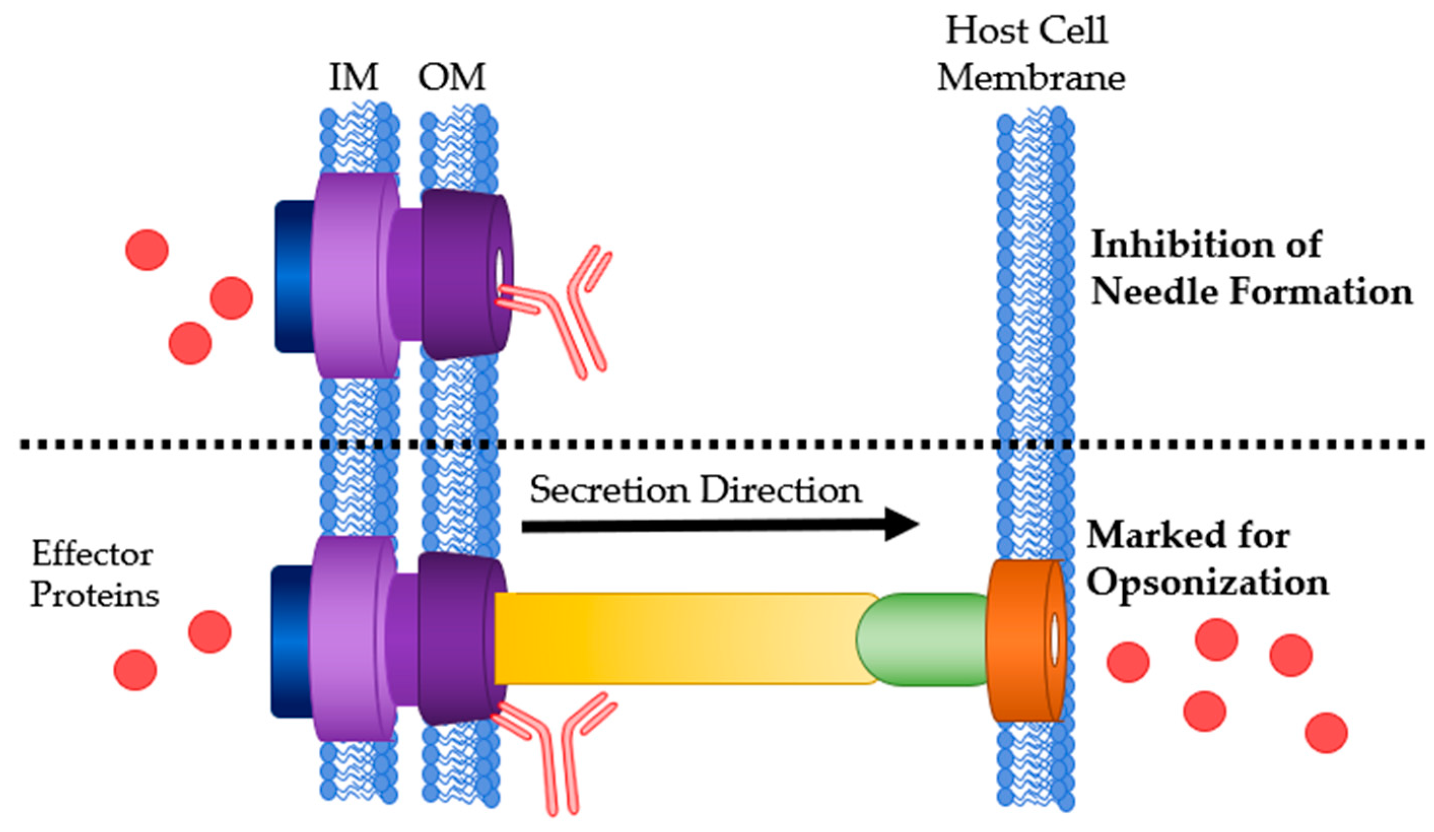 Antibodies 09 00035 g006