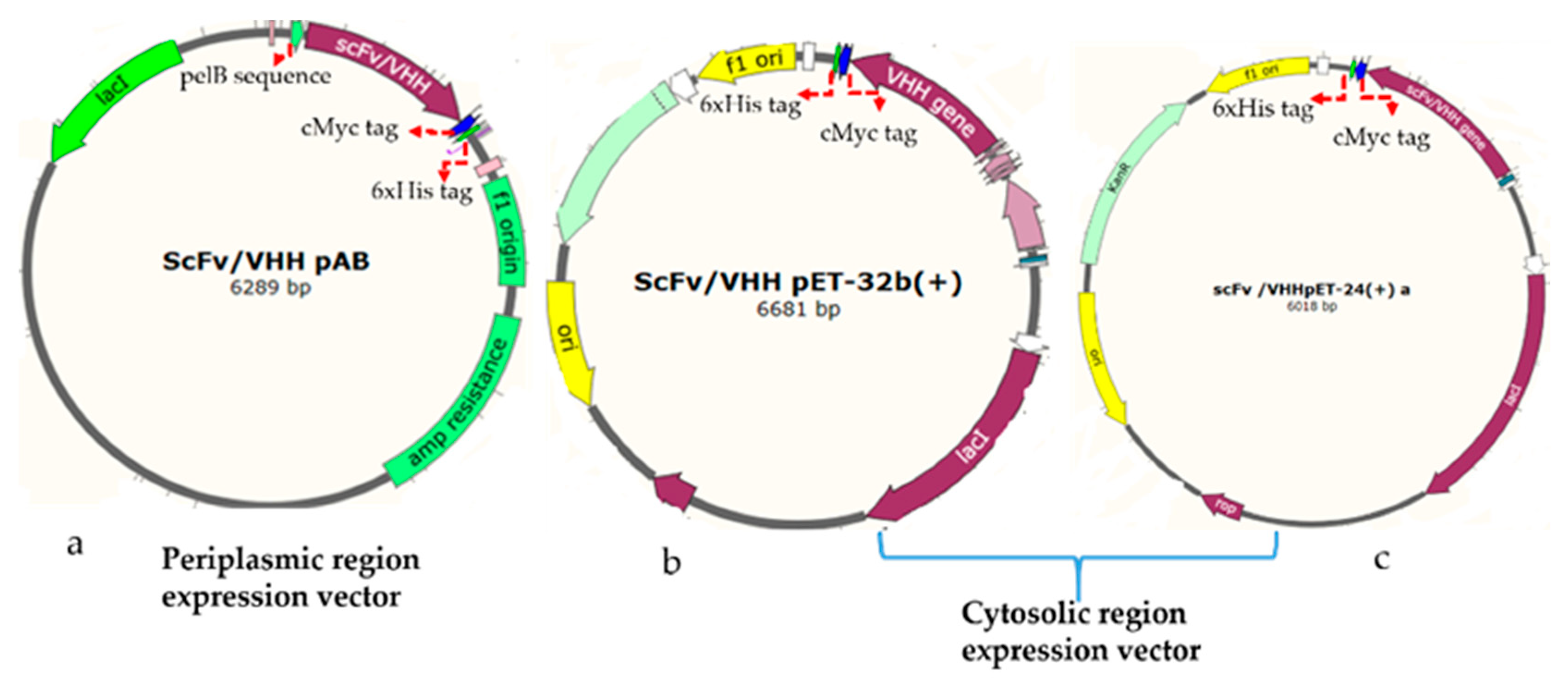Antibodies 09 00039 g001