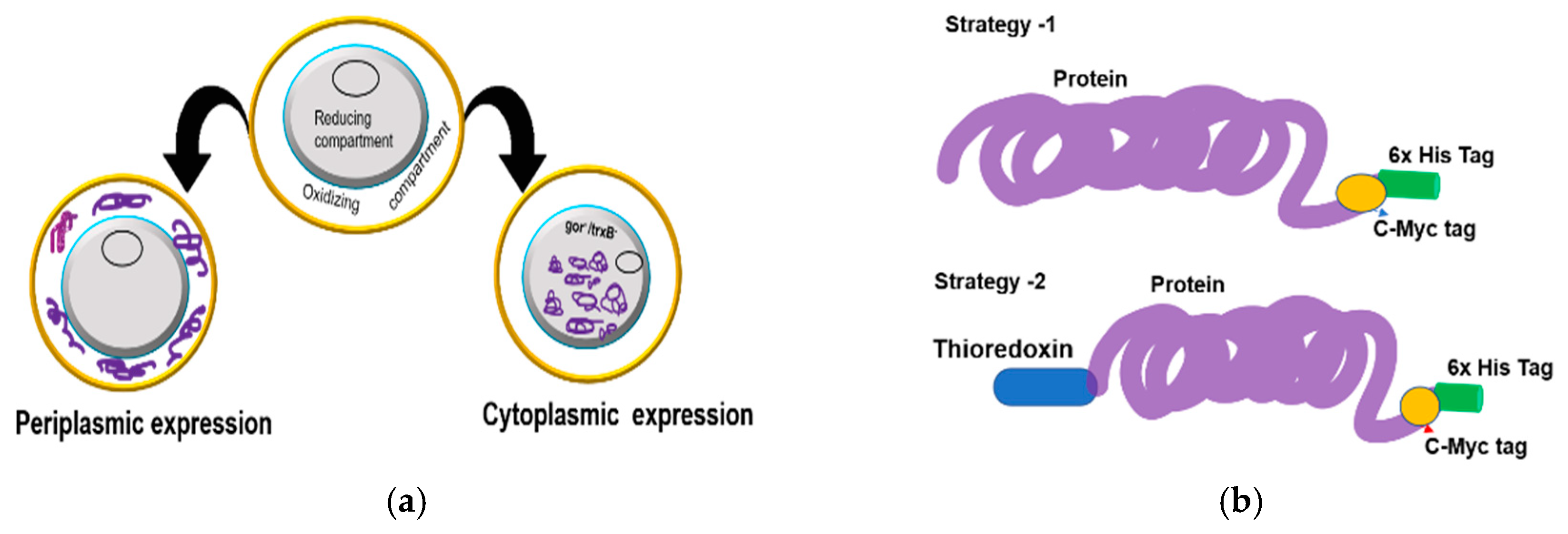 Antibodies 09 00039 g003