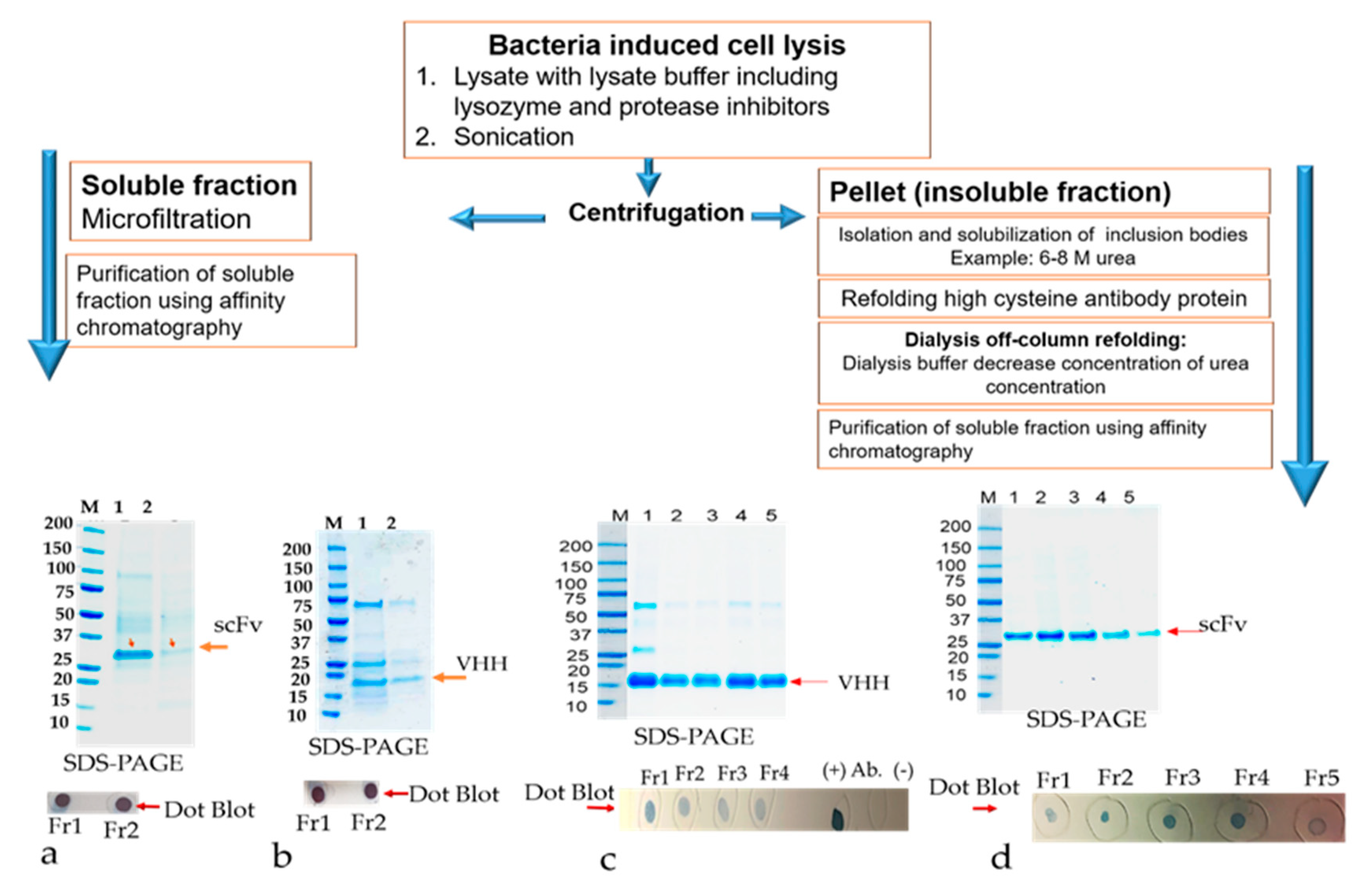 Antibodies 09 00039 g007