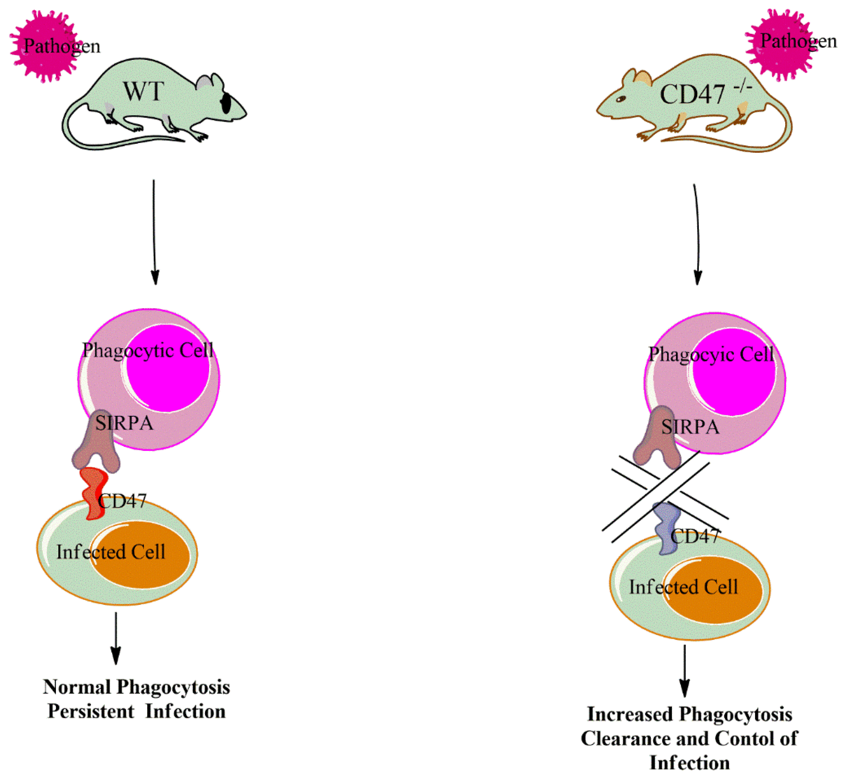 Antibodies 09 00044 g001 Antibodies 09 00044 g001