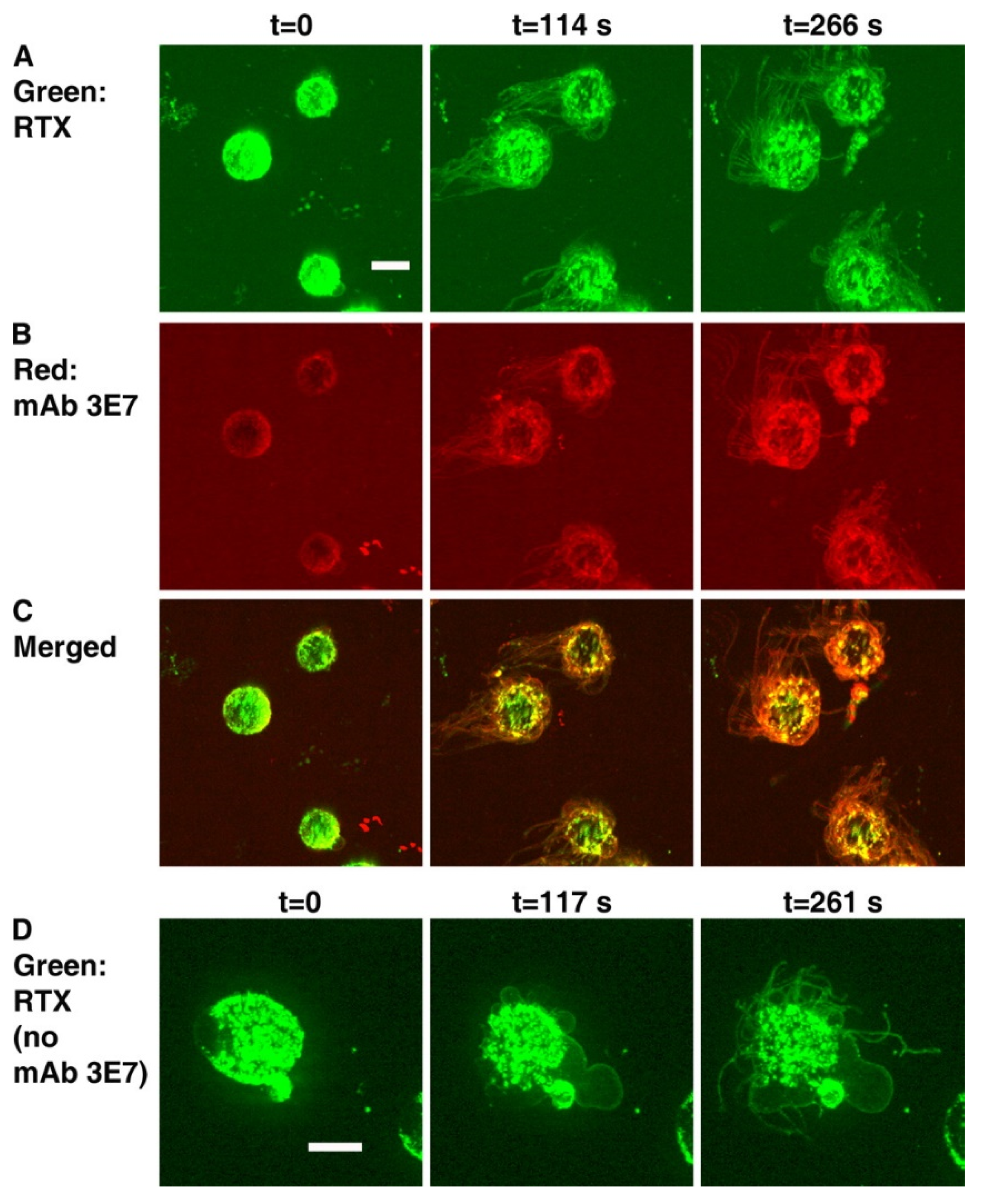 Antibodies 09 00045 g004 Antibodies 09 00045 g004
