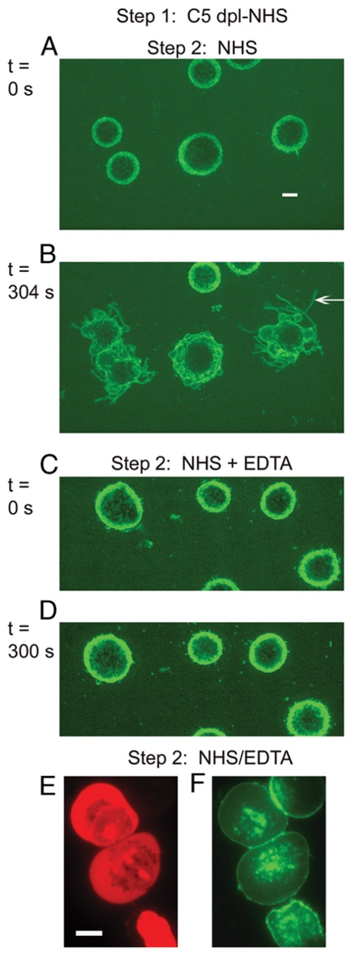 Antibodies 09 00045 g007 Antibodies 09 00045 g007
