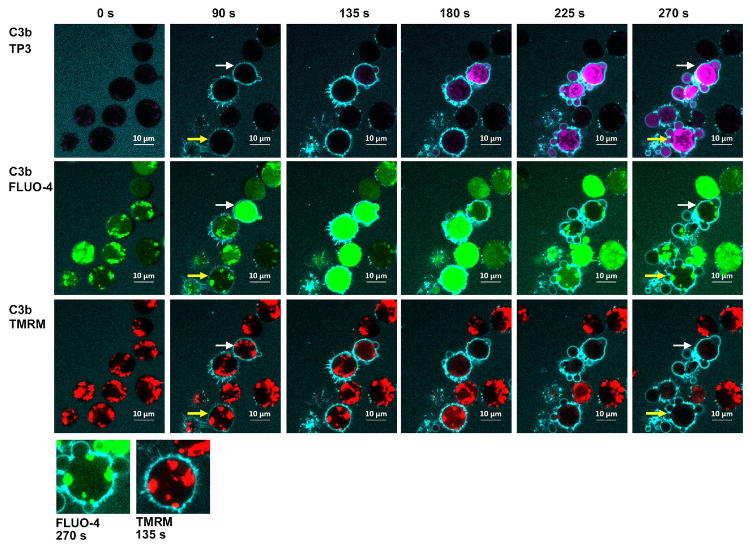 Antibodies 09 00045 g009 Antibodies 09 00045 g009