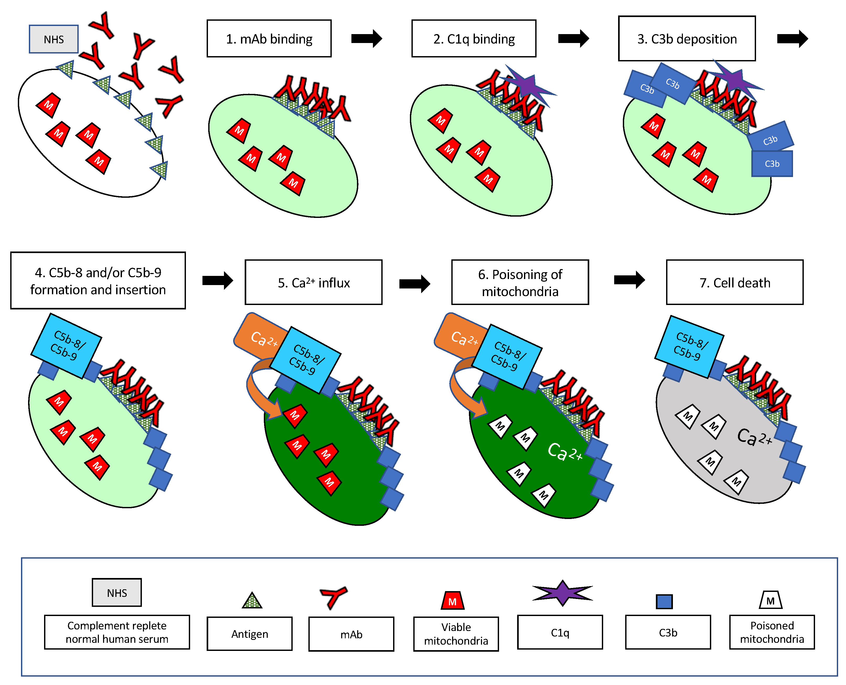 Antibodies 09 00045 g016 Antibodies 09 00045 g016